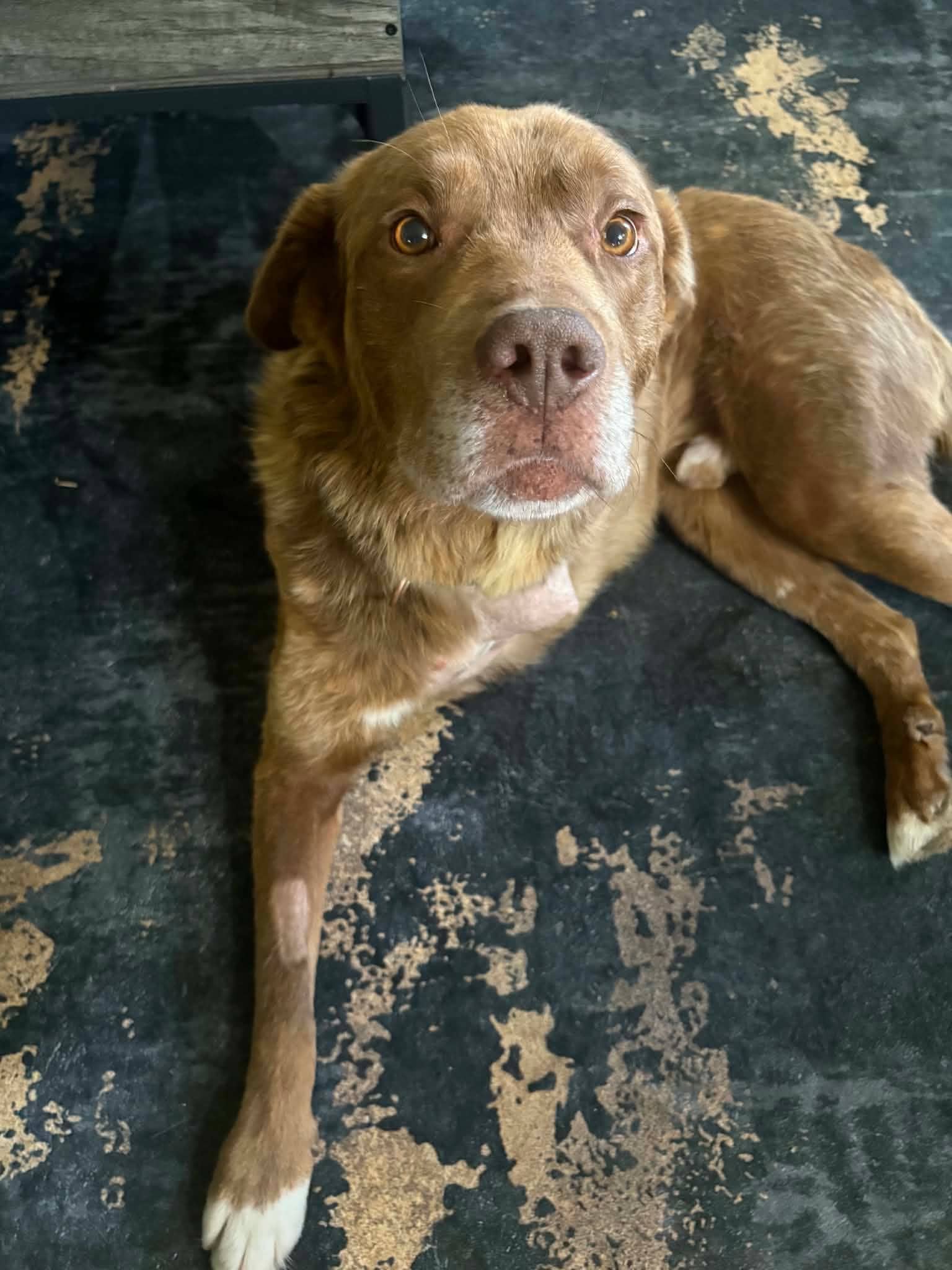 Coco 479 - Retriever mix available for adoption at Running Wild Rescue in Moose Jaw