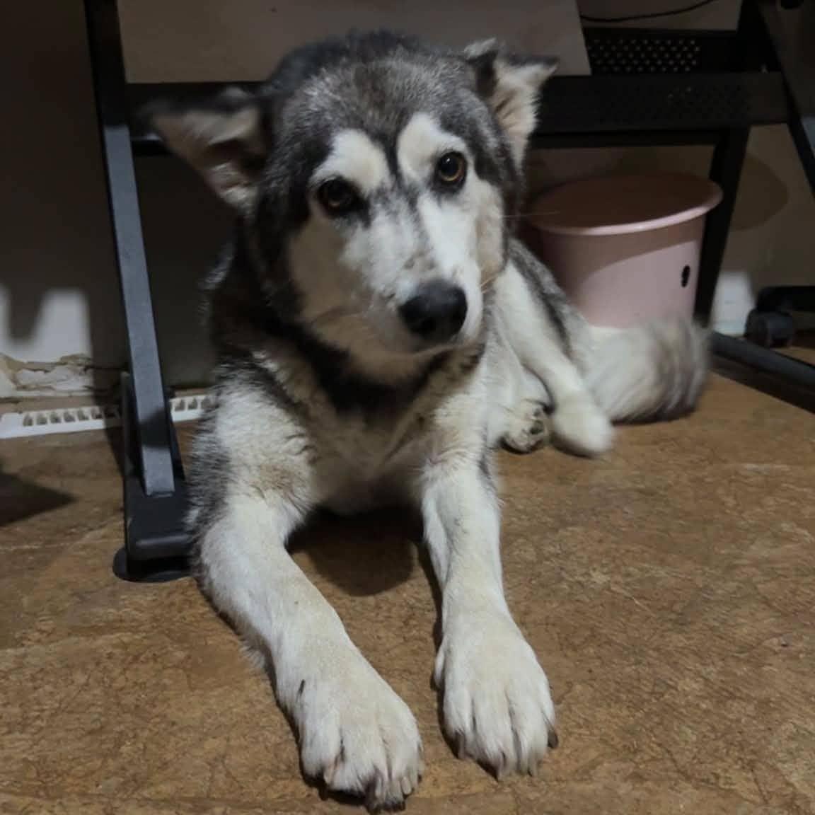 Belinda - Husky available for adoption