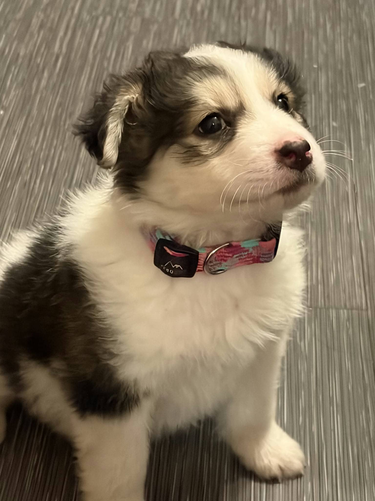 Squirt - Husky mix available for adoption