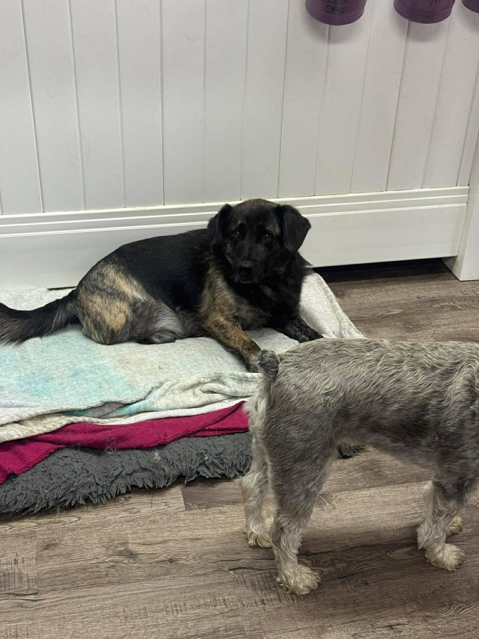 Roscoe 423 - Shepherd mix available for adoption