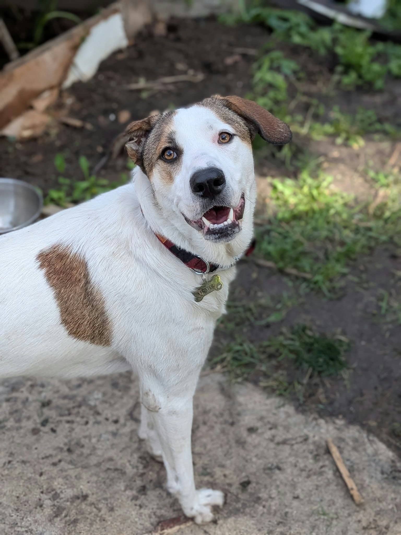 Rosie 340 - Shepherd mix available for adoption at Running Wild Rescue in Regina