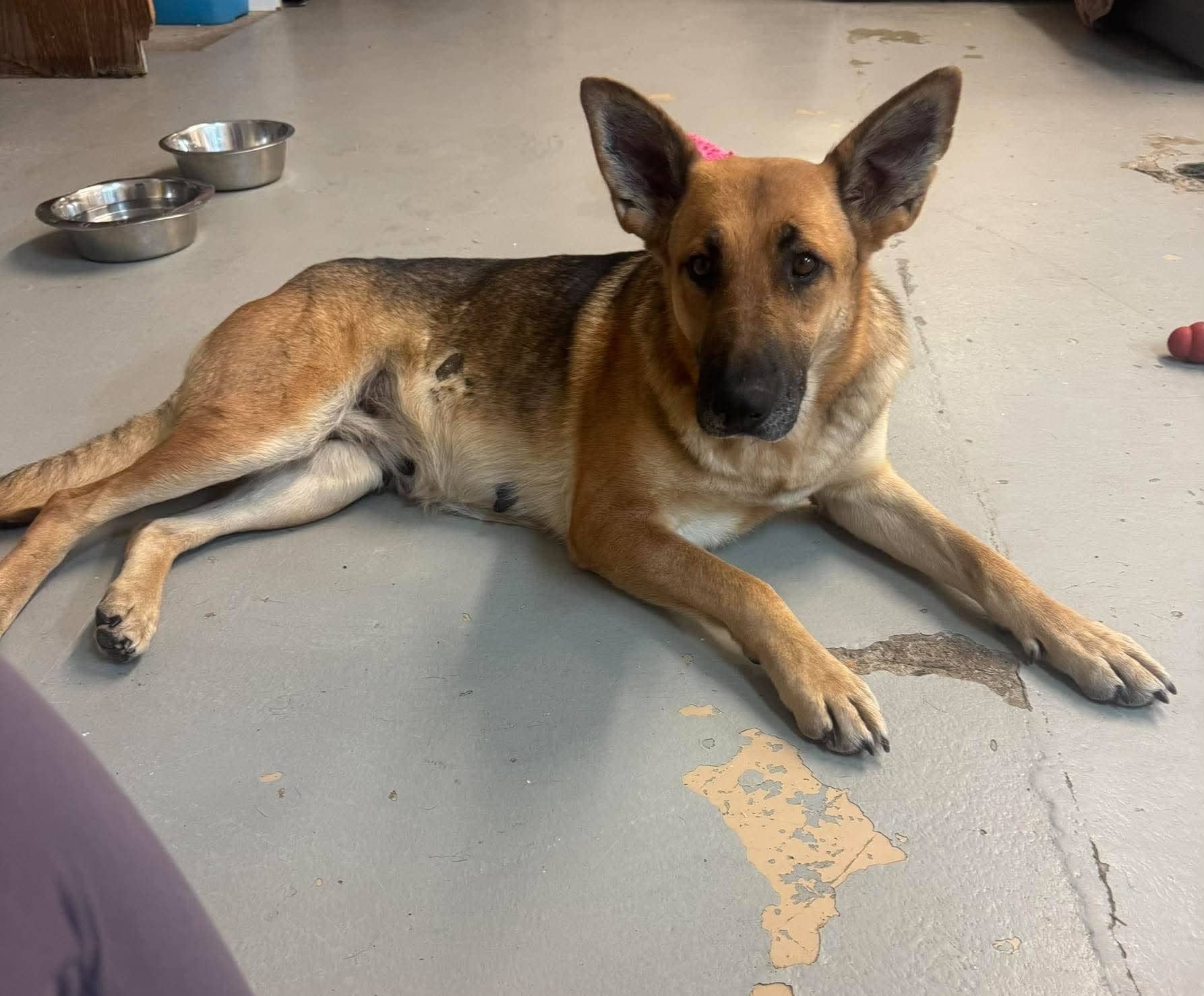 Tamika - Shepherd available for adoption in Saskatchewan