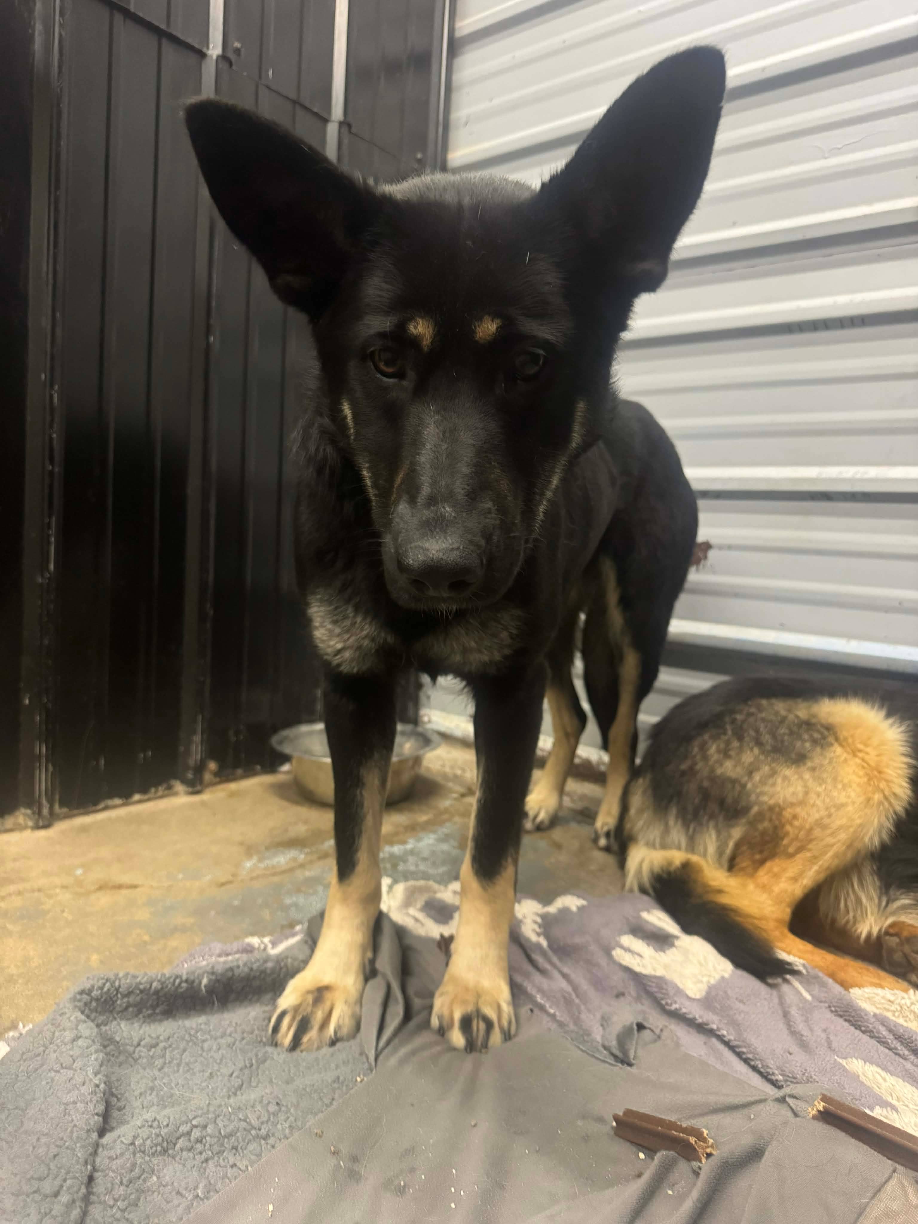 Trinity - Shepherd mix available for adoption at Running Wild Rescue in Regina