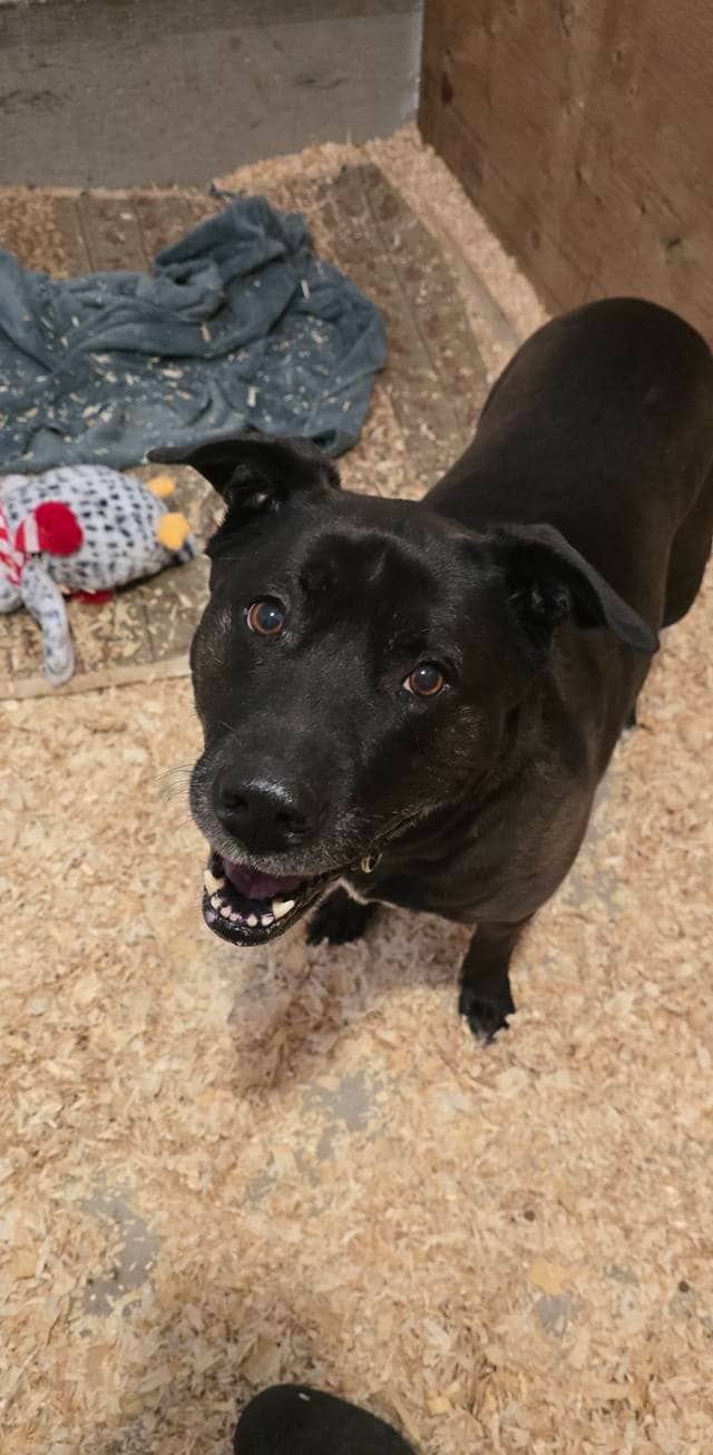 Fergie - Pit bull/Lab mix available for adoption in Saskatchewan