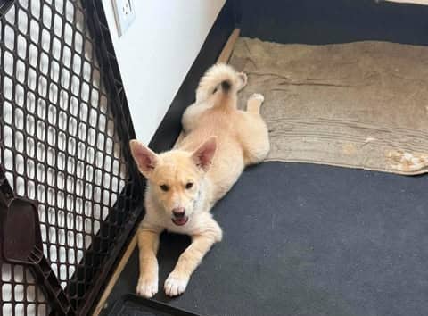 Mavis - Shepherd mix available for adoption