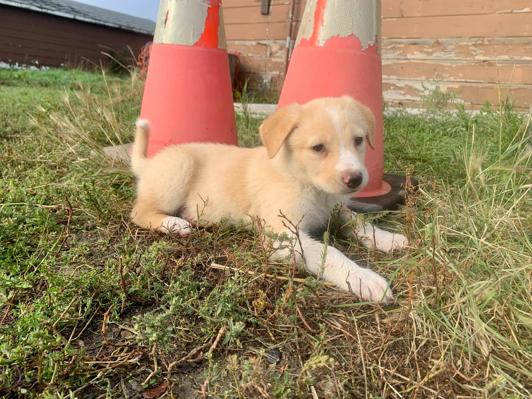 Halo - Shepherd/Lab mix available for adoption in Saskatchewan