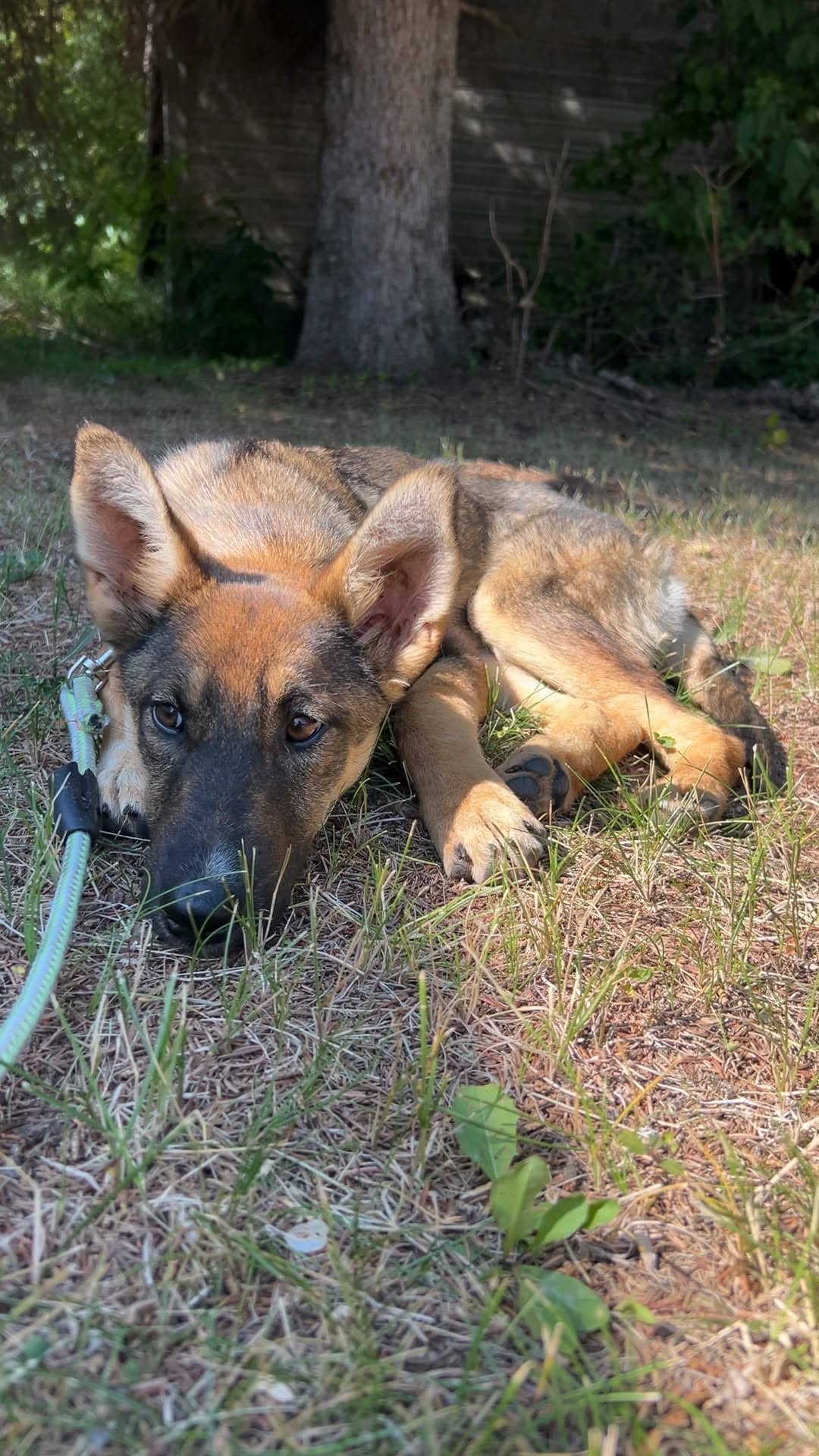 Ivy - Shepherd mix available for adoption at Running Wild Rescue in Regina