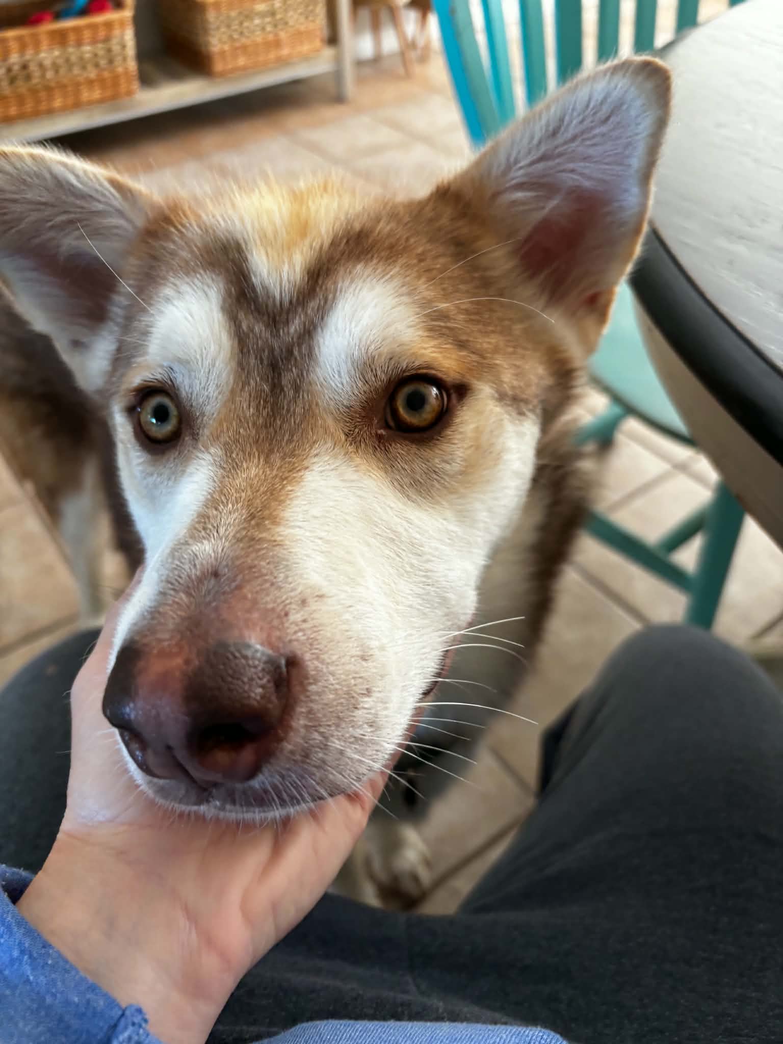 Tyler - Husky mix available for adoption at Running Wild Rescue in Saskatoon