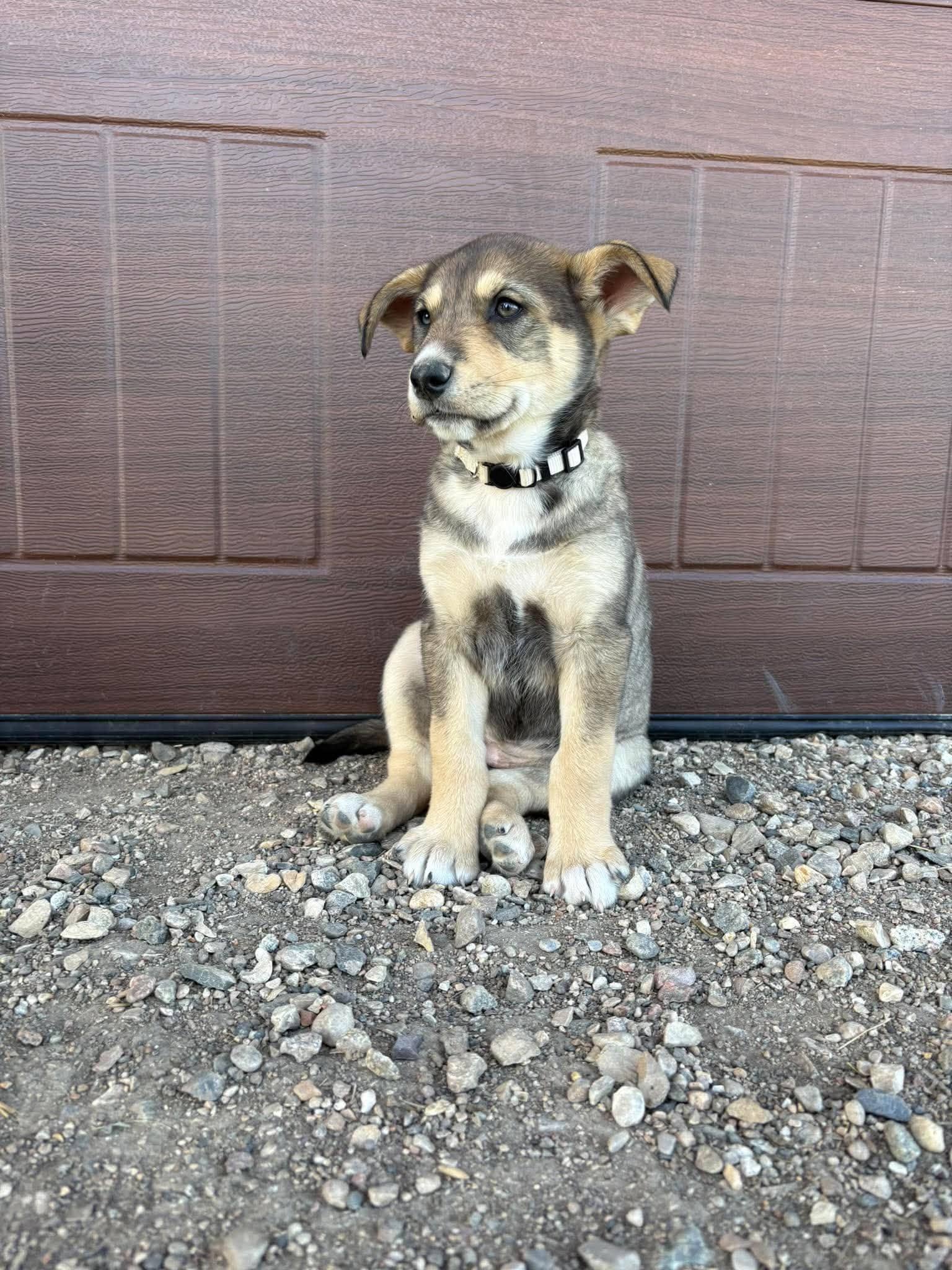 Angel - Shepherd mix available for adoption at Running Wild Rescue in Regina
