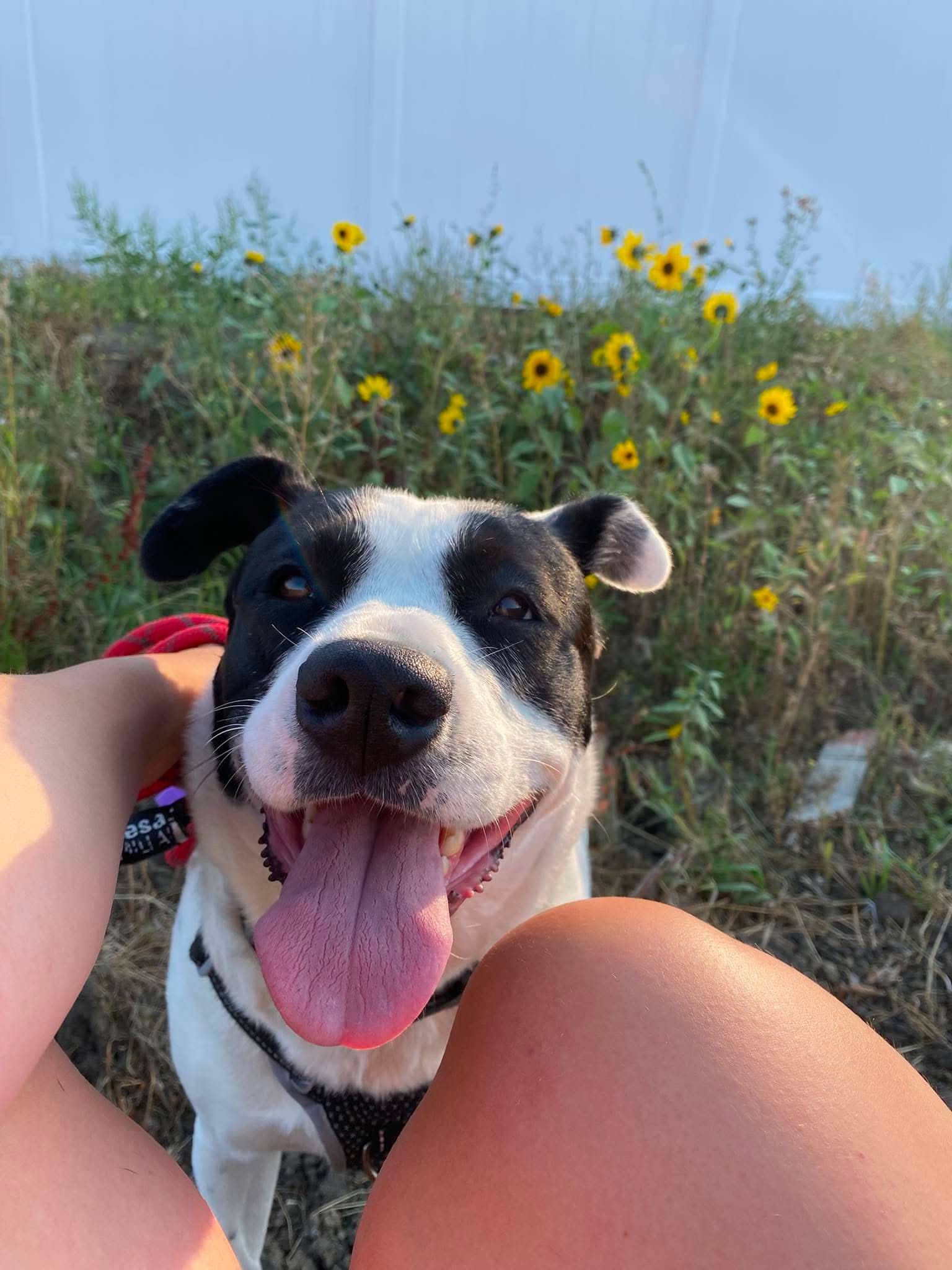 Oreo - Pit bull mix available for adoption