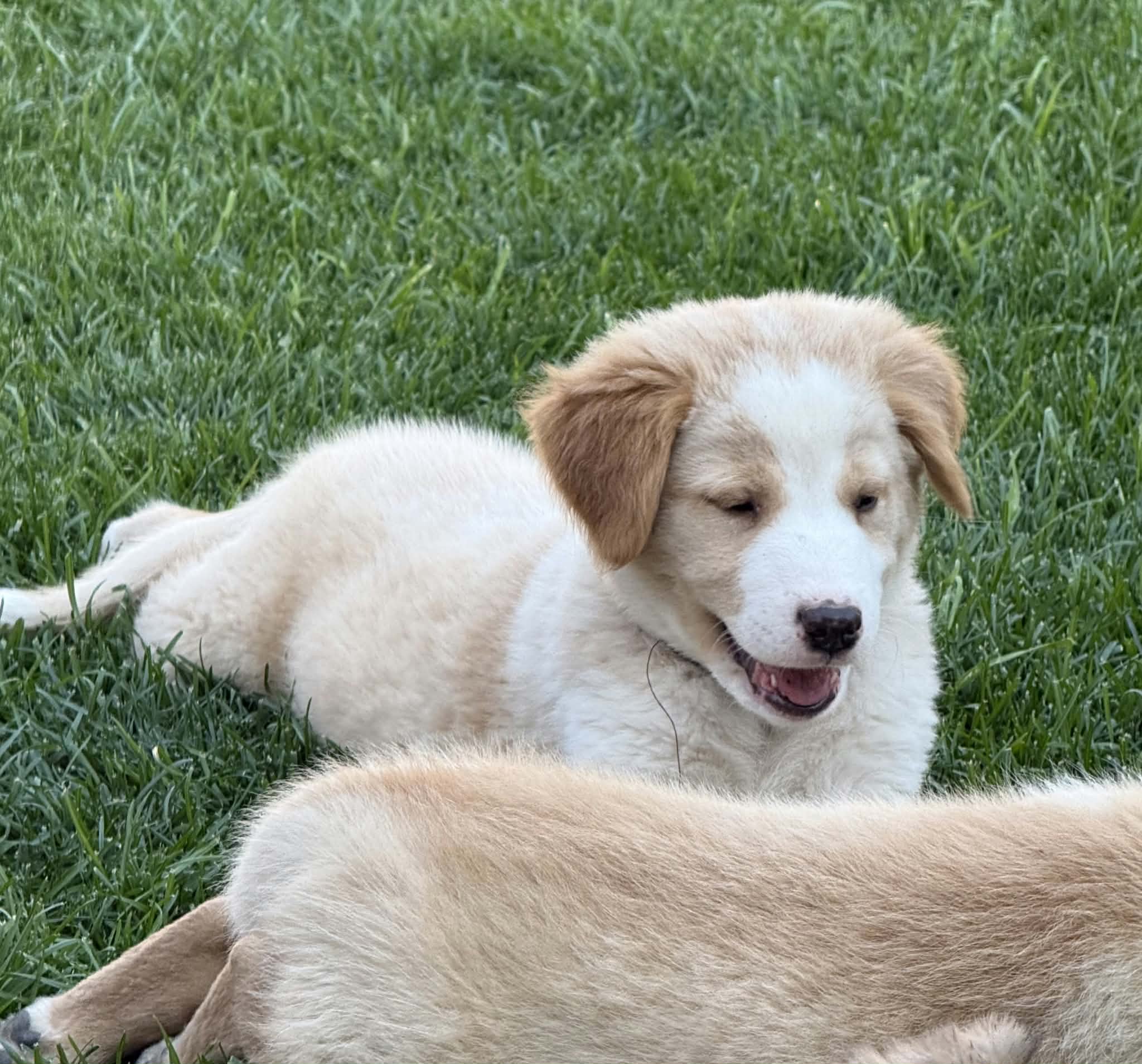 Waylon - Shepherd mix available for adoption at Running Wild Rescue in Warman