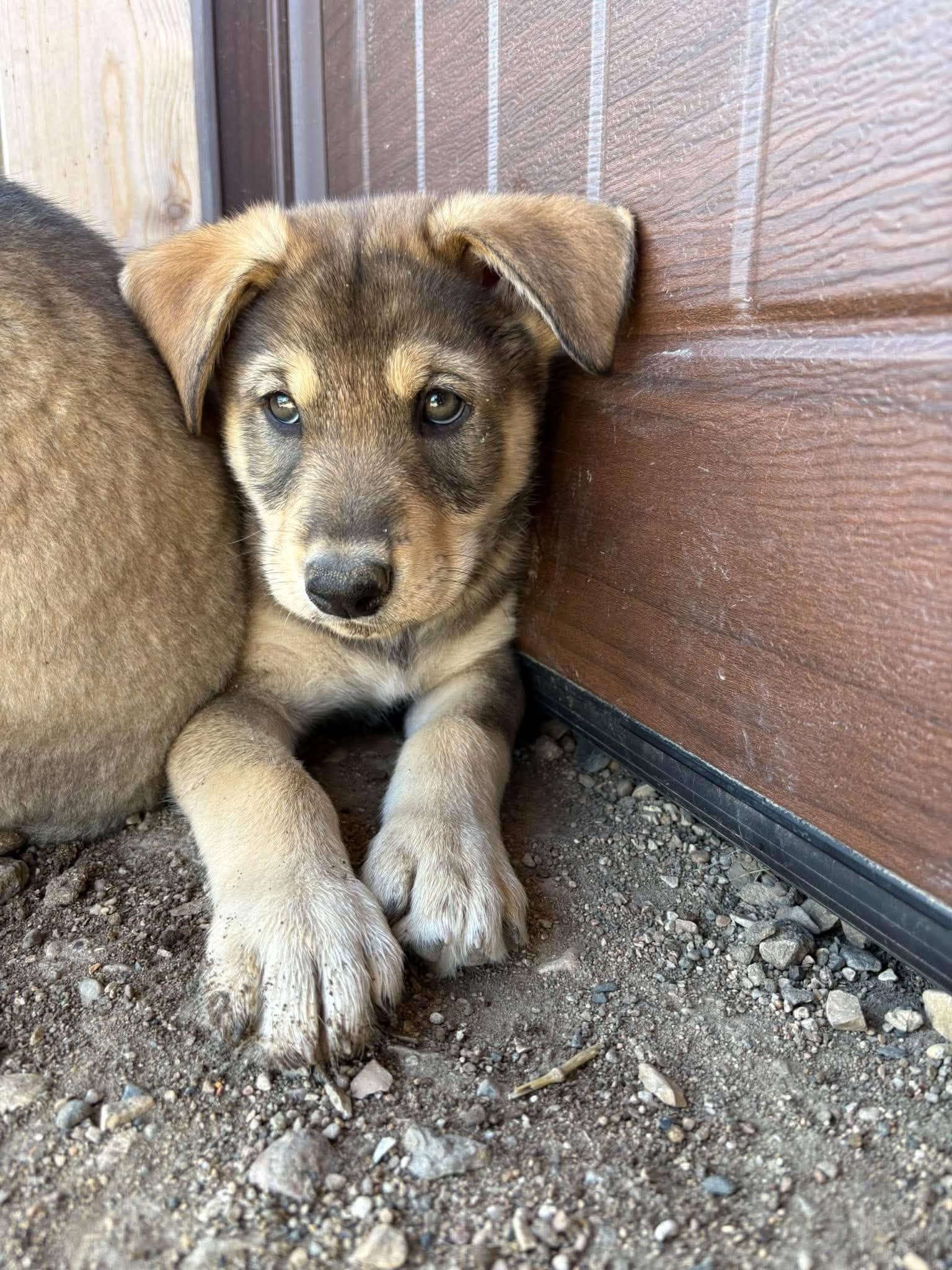 Tiko - Shepherd mix available for adoption at Running Wild Rescue in Regina