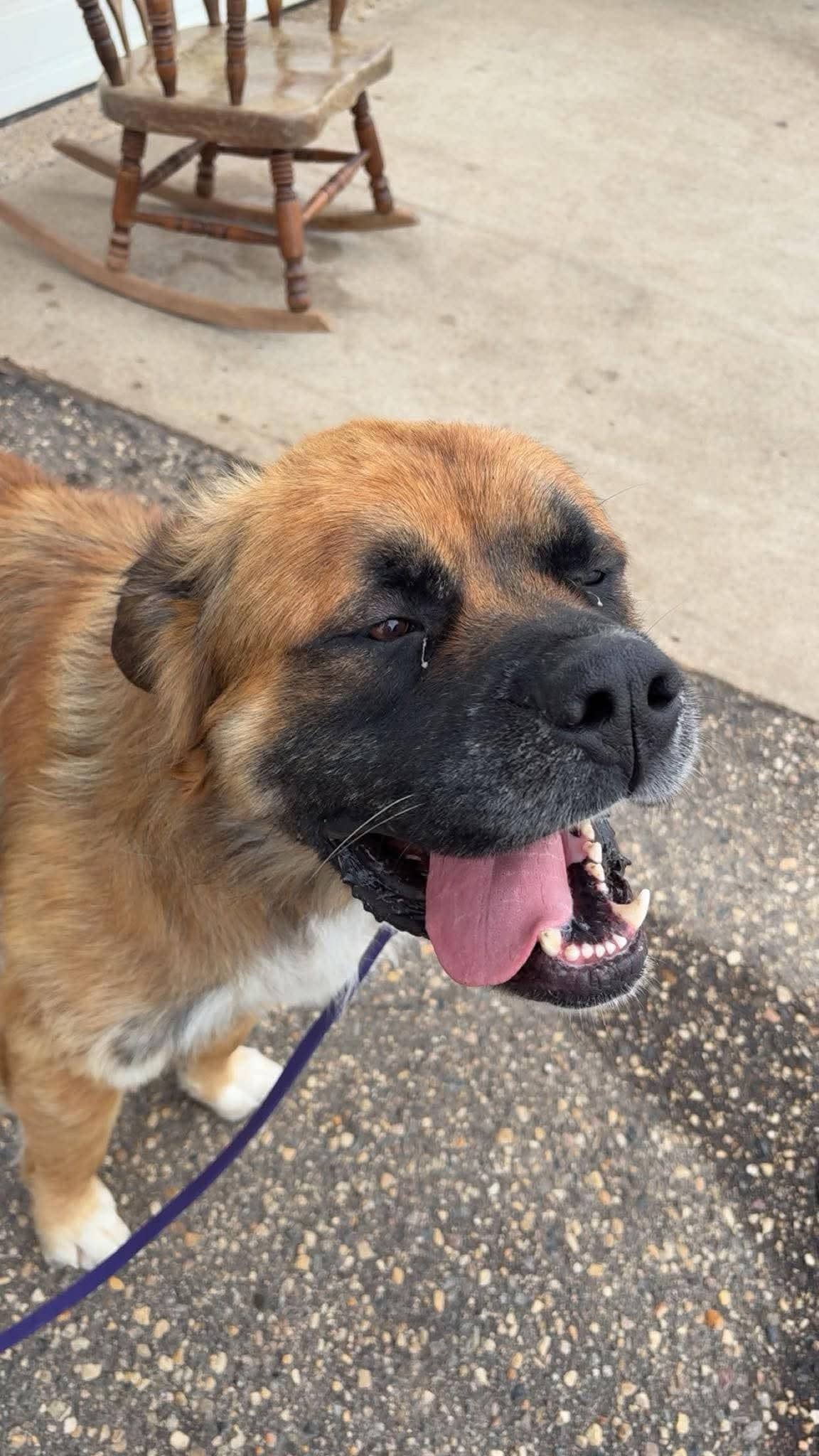 Duke - Vaccination Status: available for adoption at Running Wild Rescue in Moose Jaw