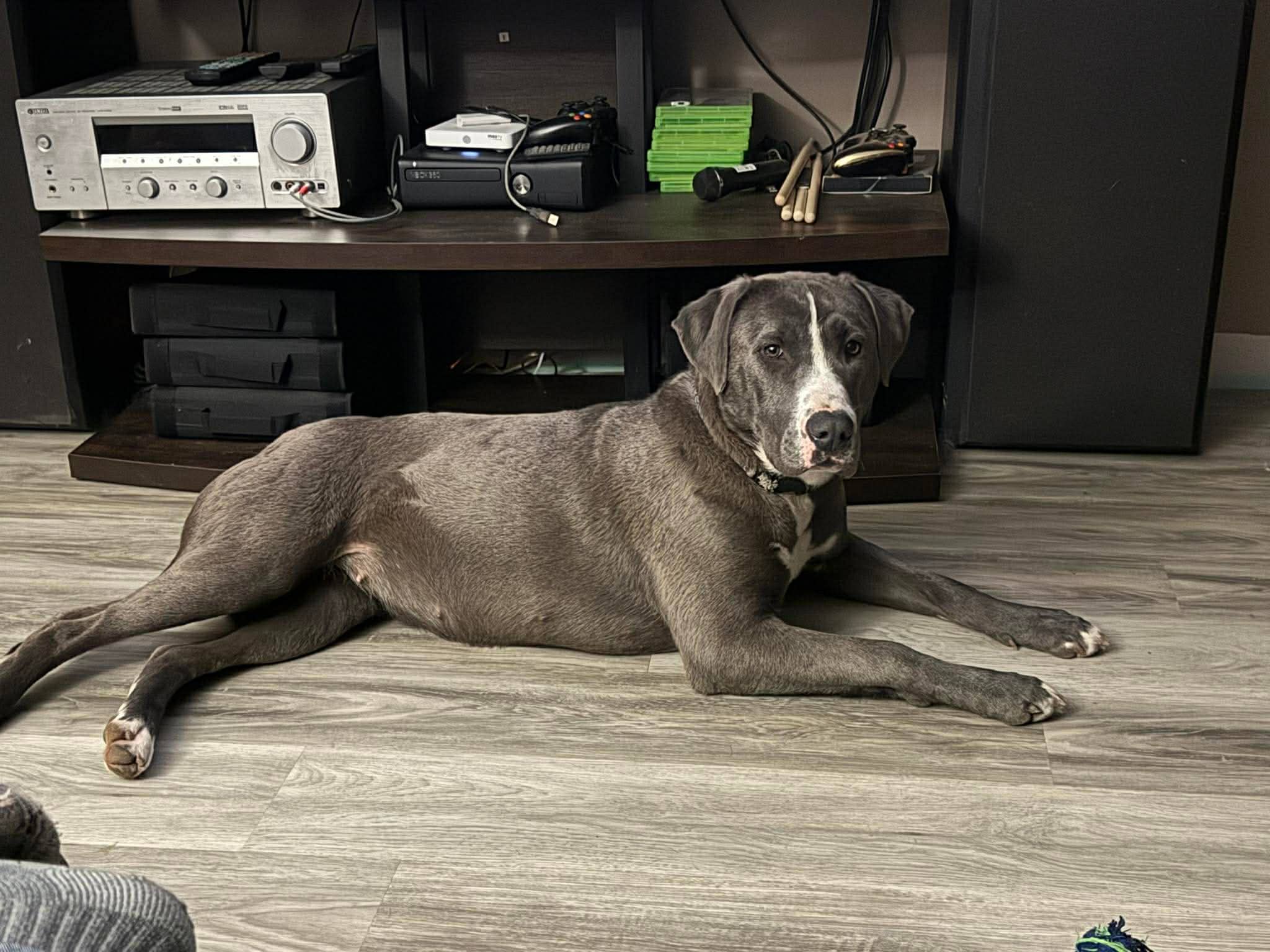 Winnie - Pit bull/Lab mix available for adoption