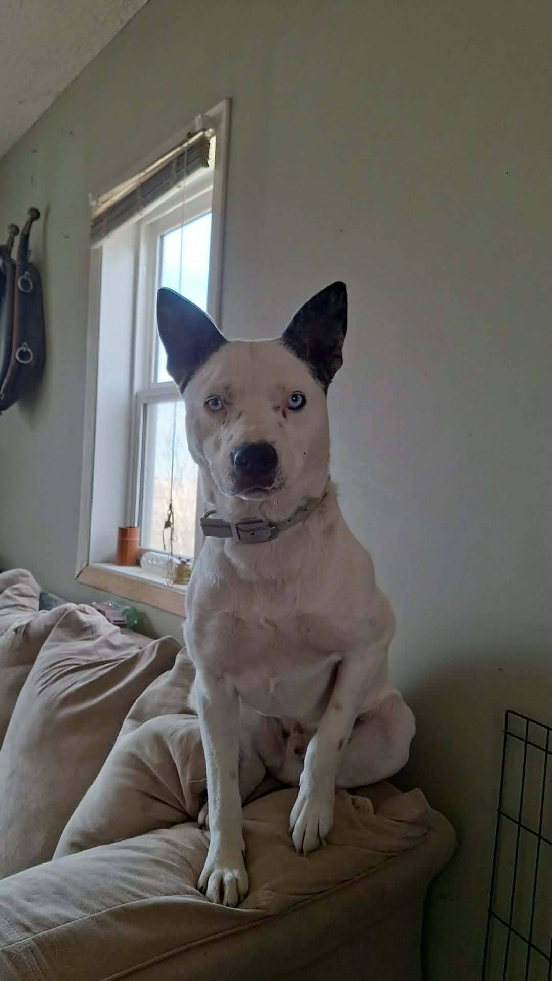 Arlo - Heeler/Husky mix available for adoption at Running Wild Rescue in Regina