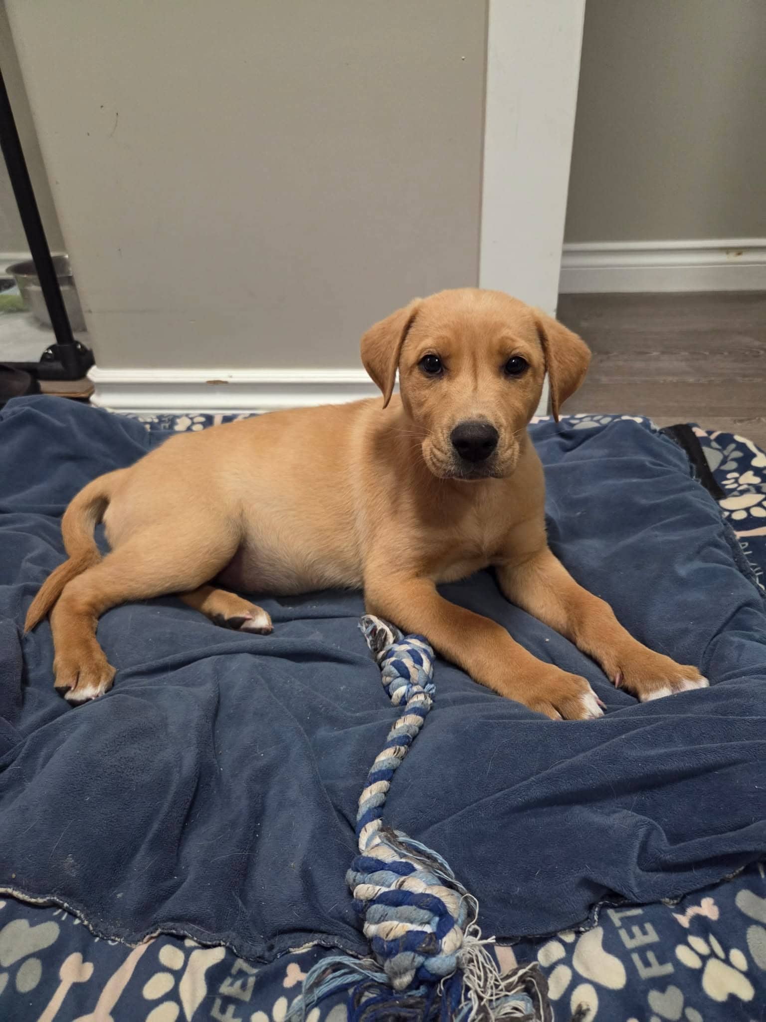 Piper - Retriever mix available for adoption at Running Wild Rescue in Regina