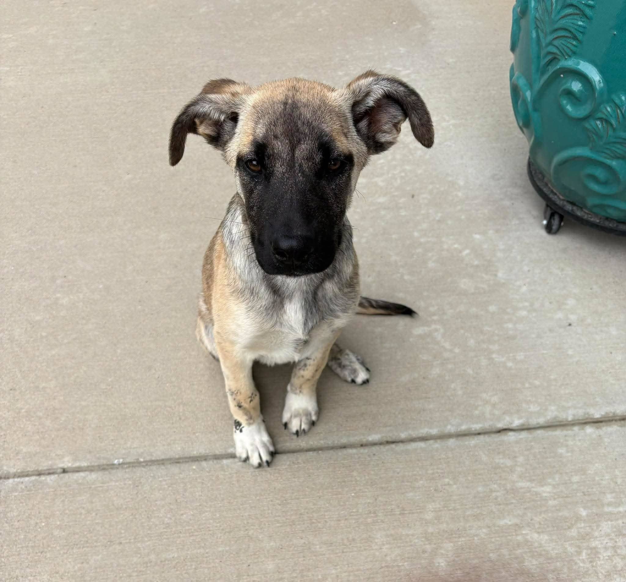 Minnie - Shepherd mix available for adoption at Running Wild Rescue in Warman