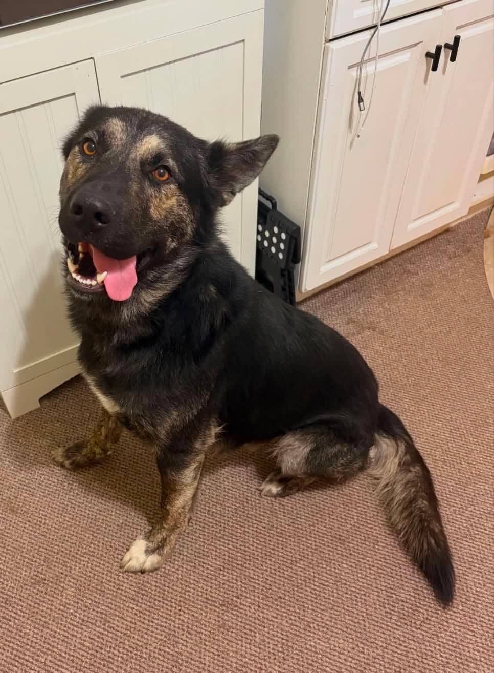 King 652 - Shepherd available for adoption at Running Wild Rescue in Moose Jaw