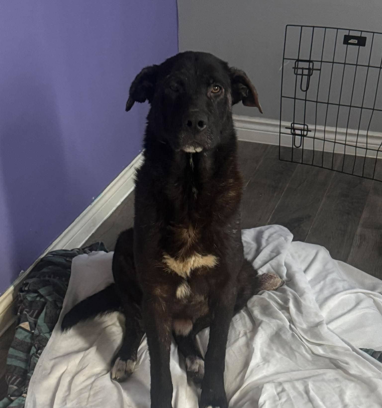 Nevens - Mixed breed available for adoption at Running Wild Rescue in Moose Jaw