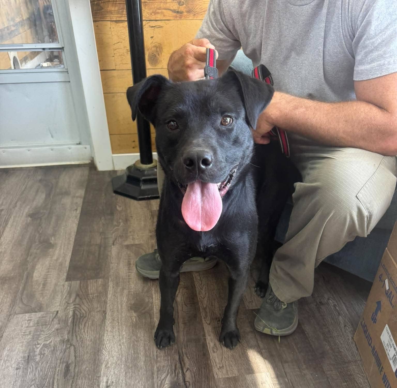 Buck - Pit bull mix available for adoption at Running Wild Rescue in Moose Jaw