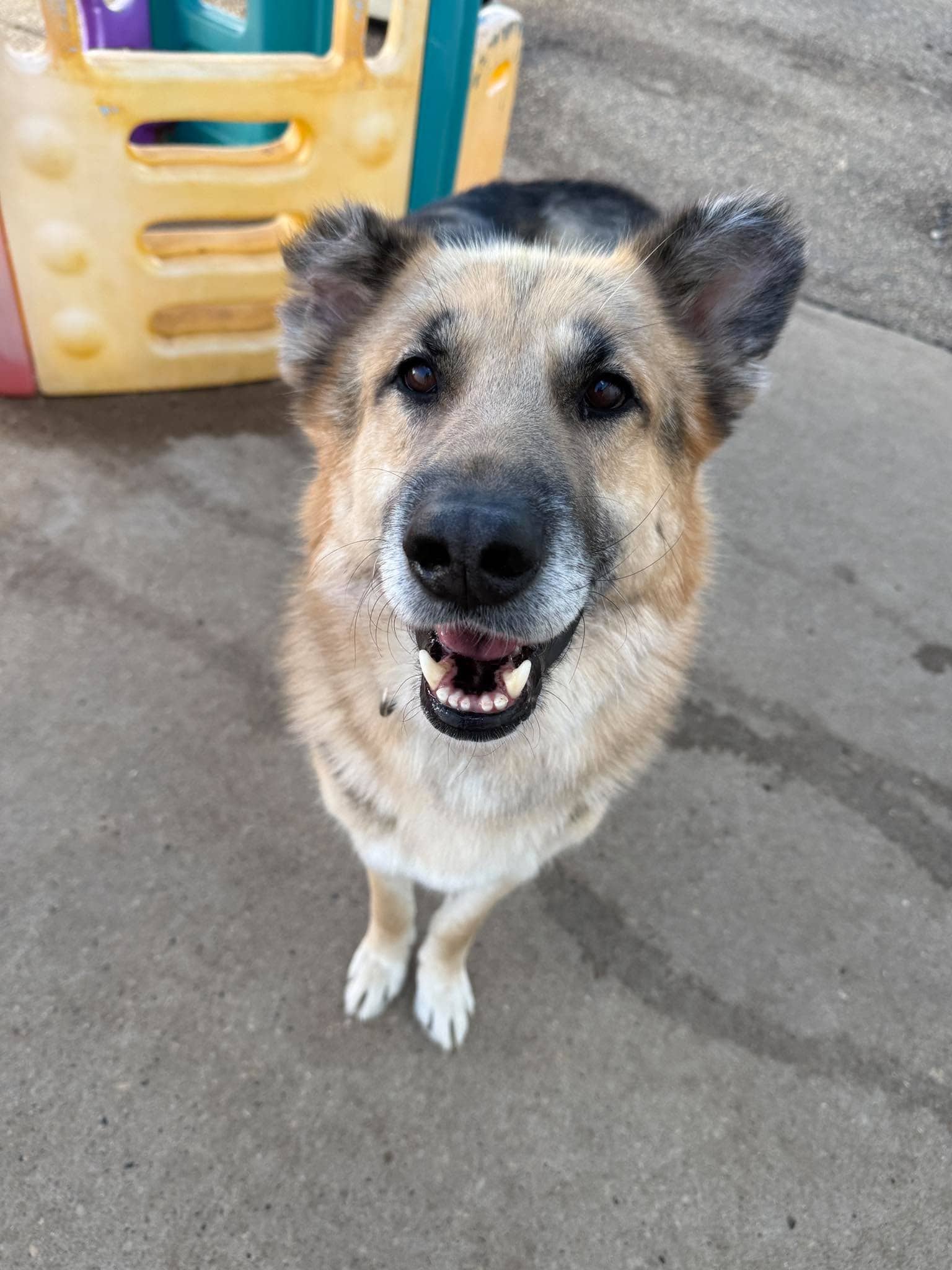 Ralph - Shepherd mix available for adoption at Running Wild Rescue in Saskatoon