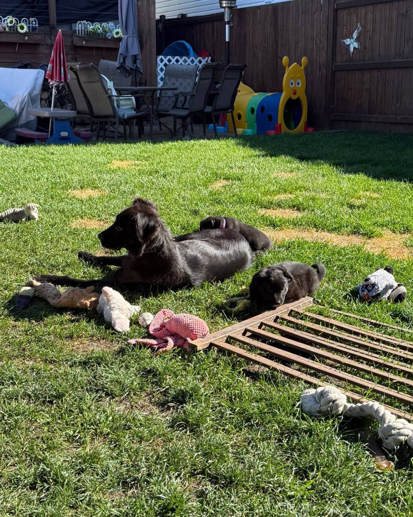 Roxy - Collie/Shepherd mix available for adoption