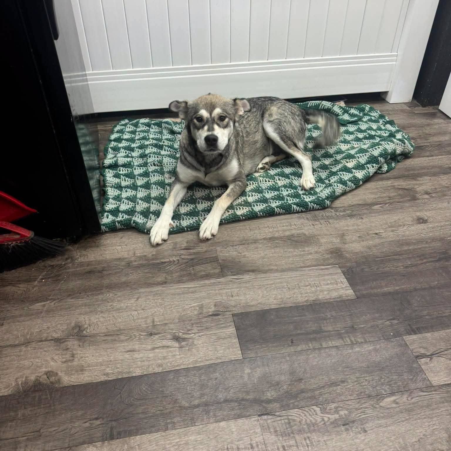 Scarlett - Husky mix available for adoption