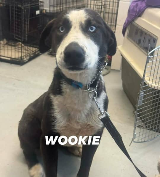 Wookie - Shepherd/Husky/Collie mix available for adoption
