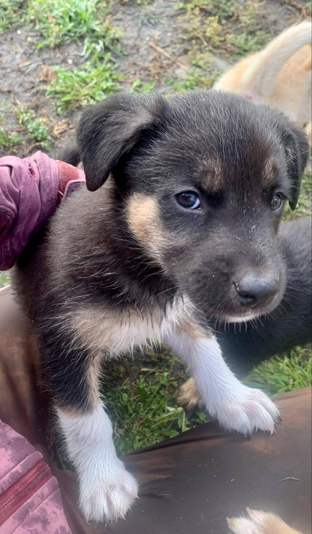 Oreo 740 - Shepherd/Lab mix available for adoption at Running Wild Rescue in Regina