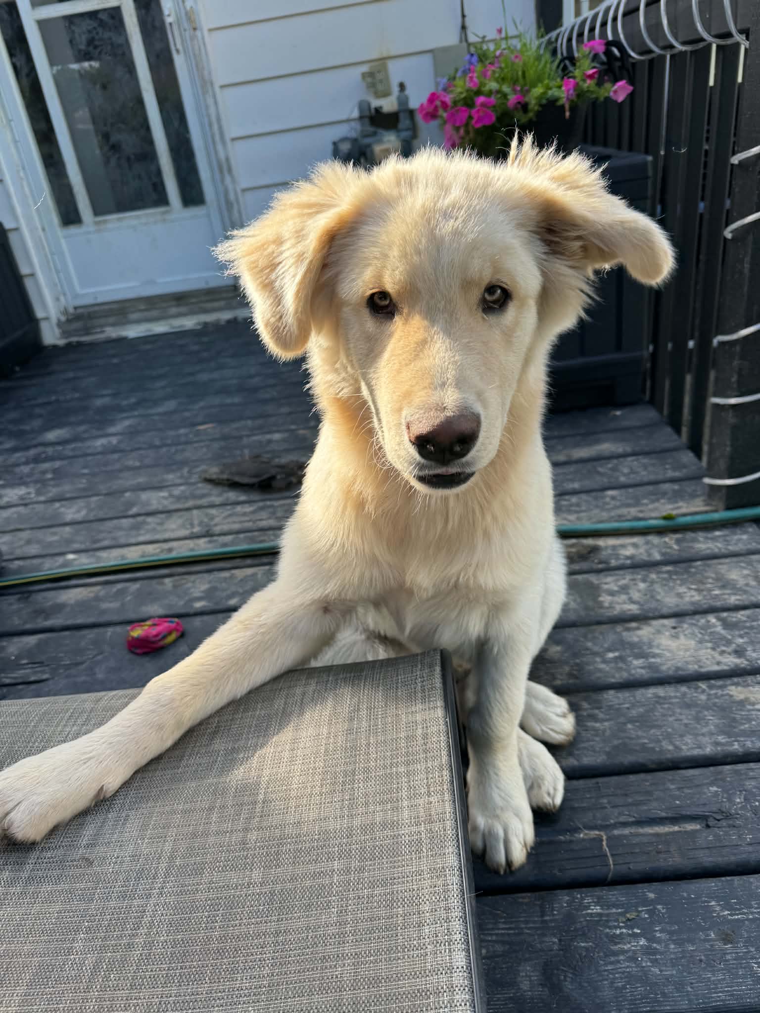Loki - Pyrenees/retriever mix available for adoption