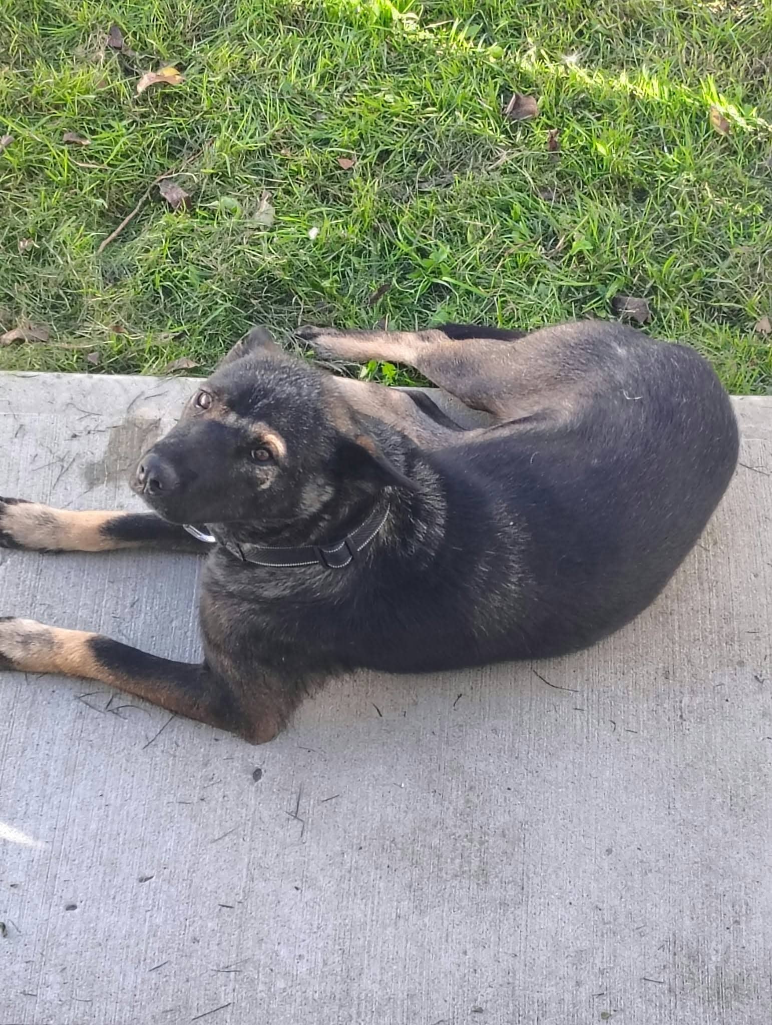 KeyKey - Shepherd mix available for adoption at Running Wild Rescue in Regina