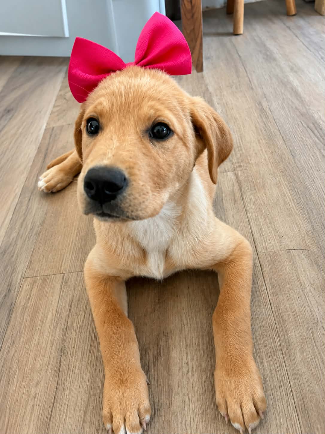 Keira - Retriever mix available for adoption