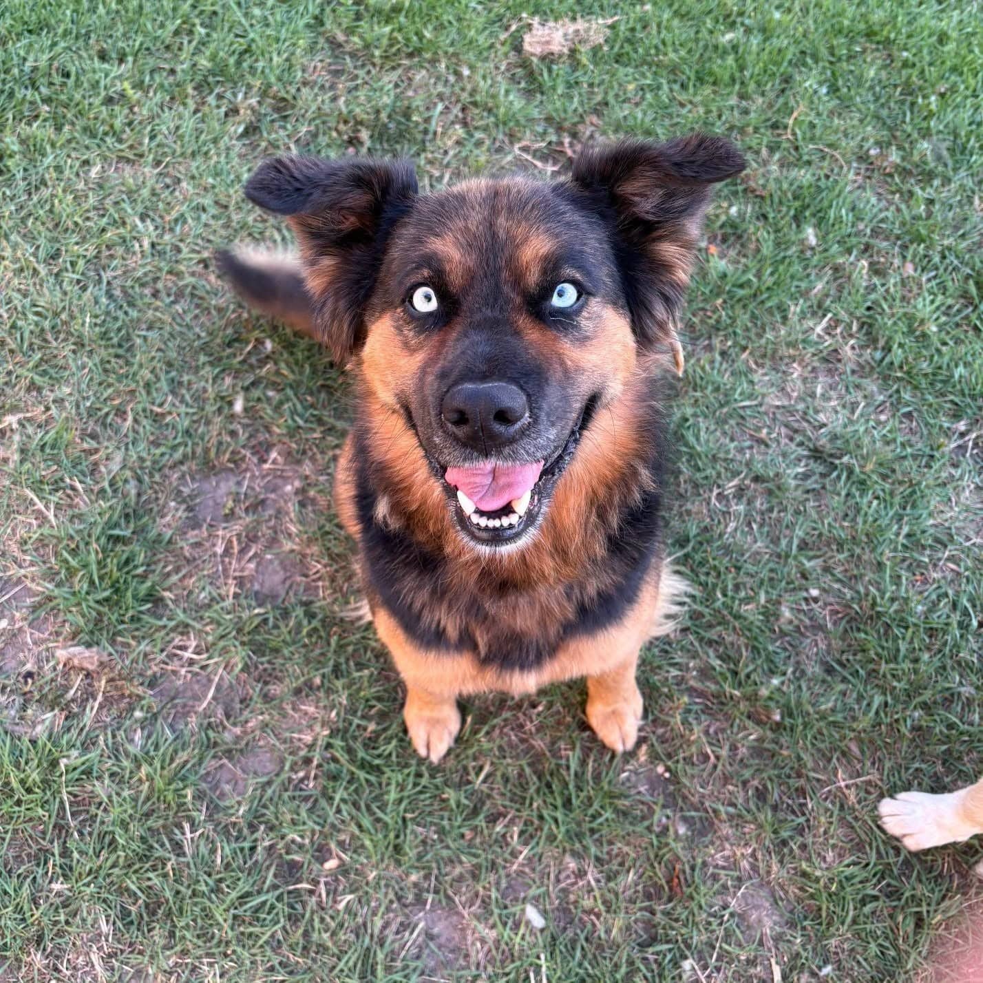 Needa - Shepherd mix available for adoption at Running Wild Rescue in Saskatoon