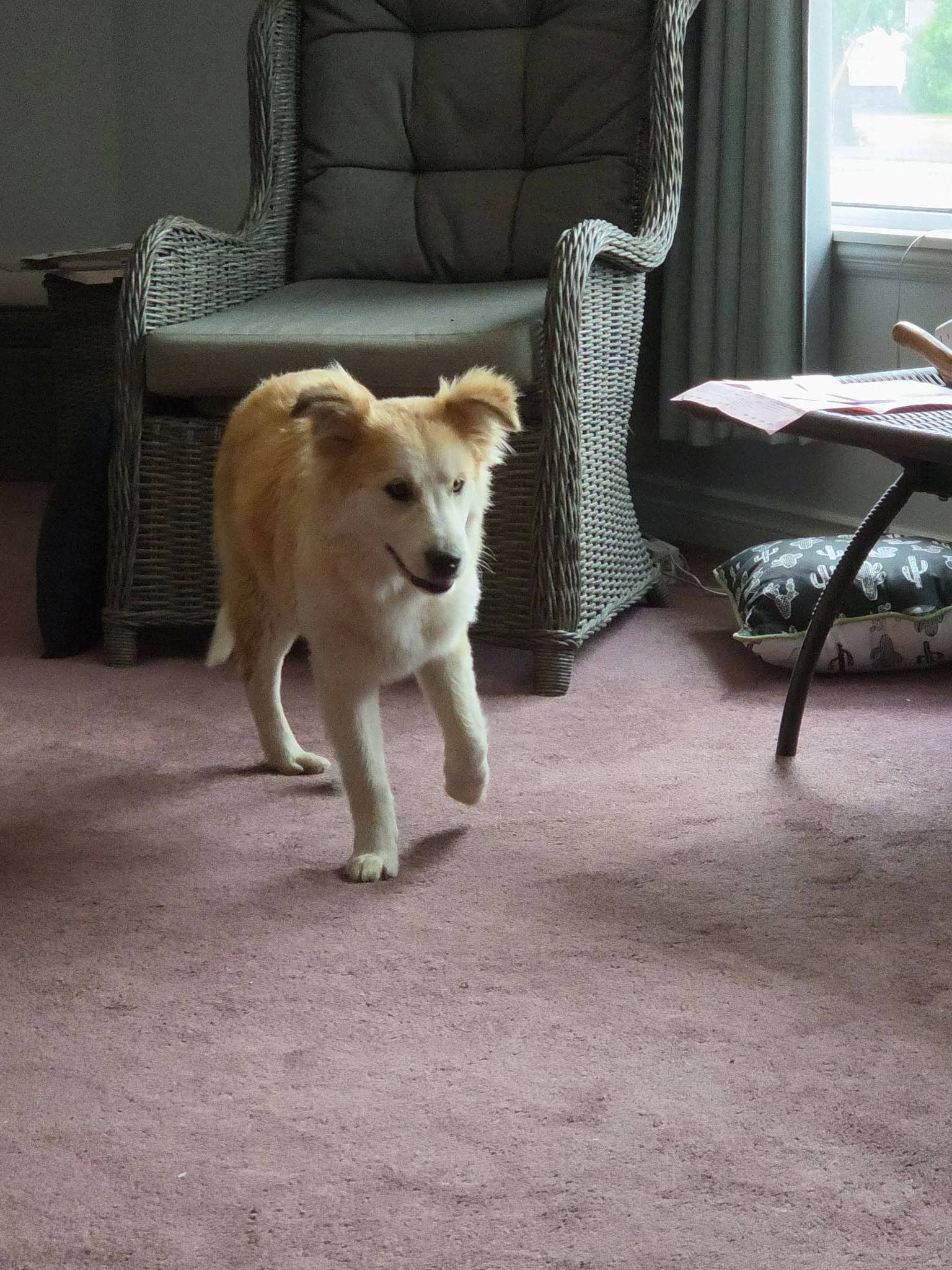 Shadow - Husky Mix available for adoption at Running Wild Rescue in Regina