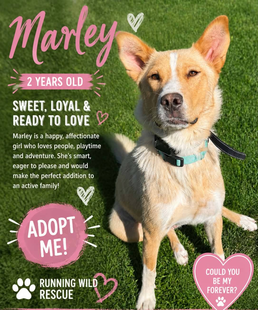 Marley - Shepherd mix available for adoption at Running Wild Rescue in Warman