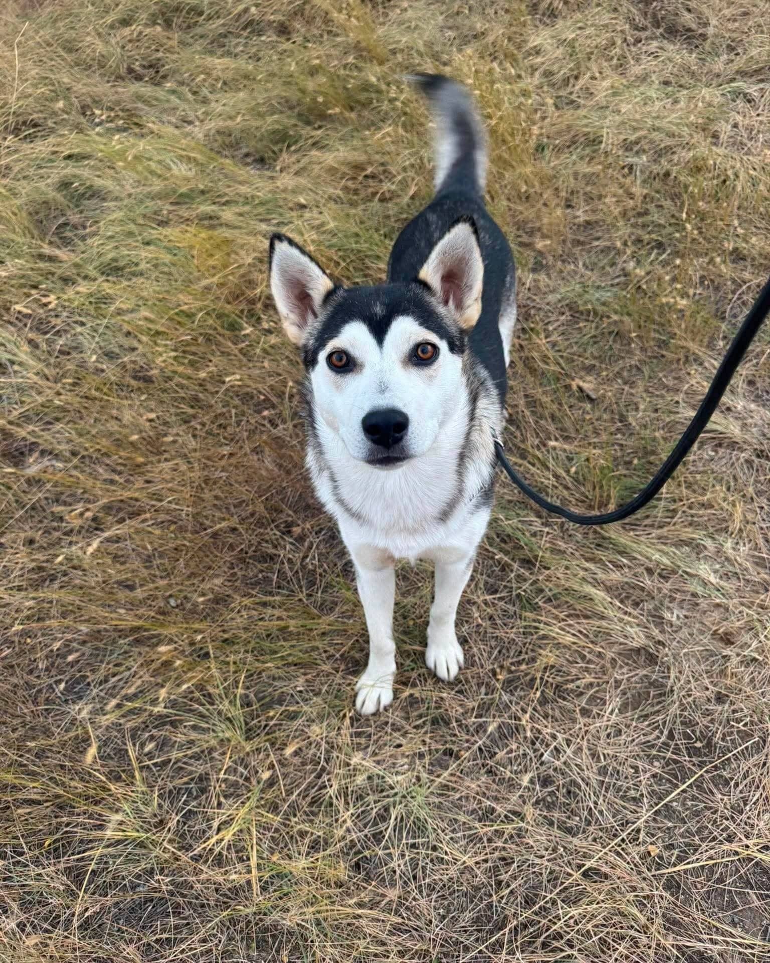 Statue - Husky available for adoption at Running Wild Rescue in Moose Jaw