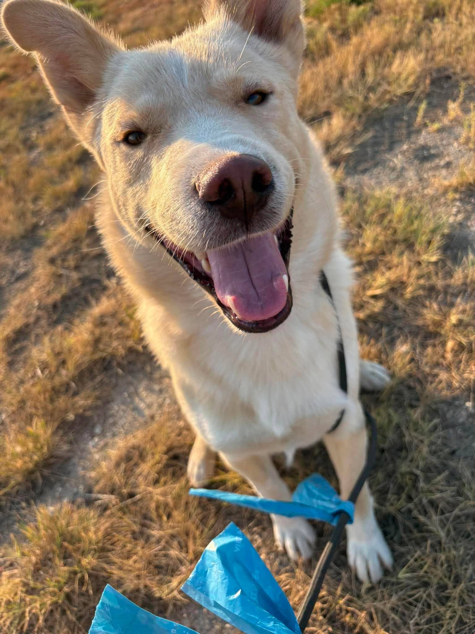 Michael - Shepherd mix available for adoption