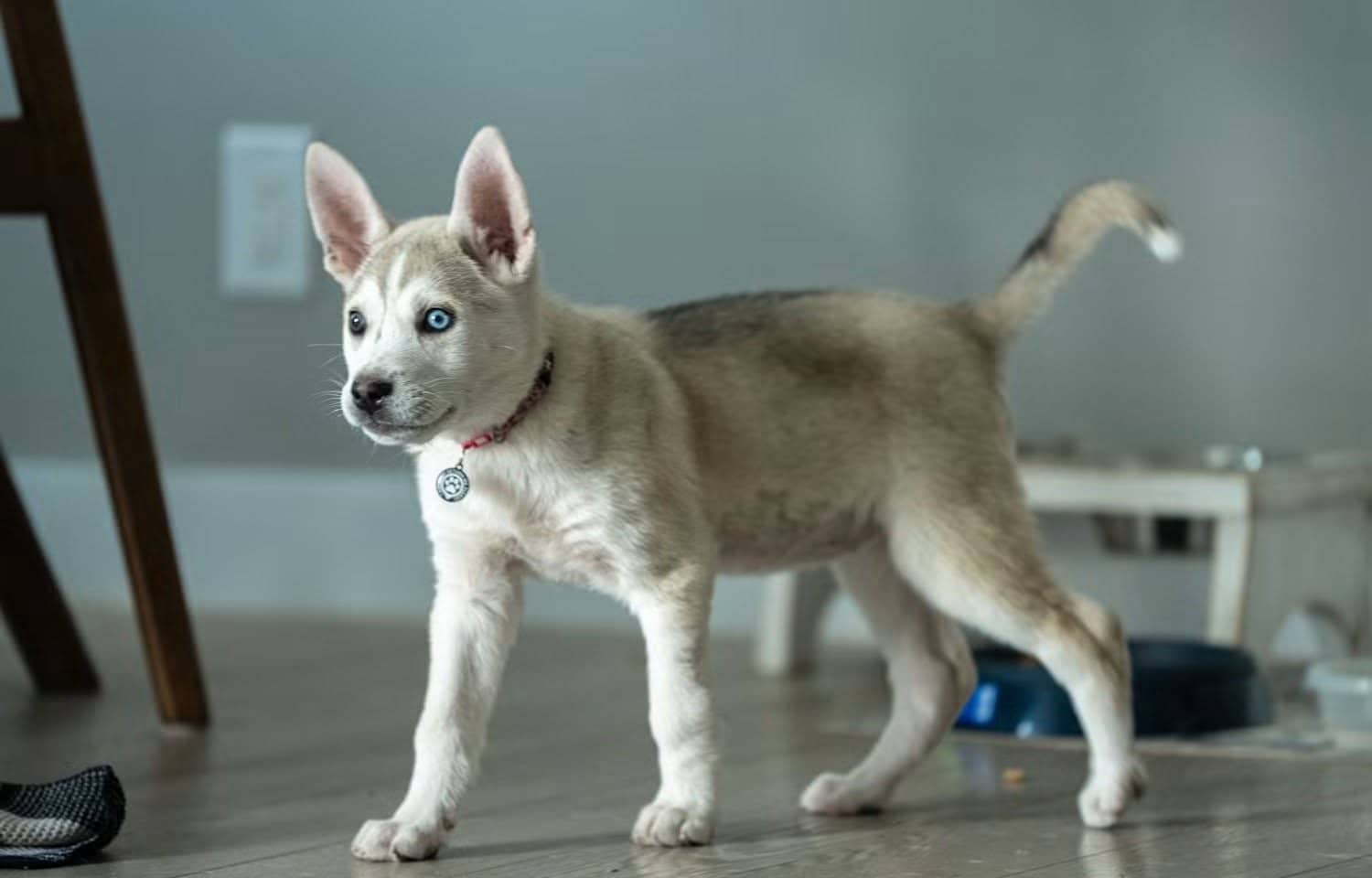 Poppy - Shepherd mix available for adoption at Running Wild Rescue in Warman