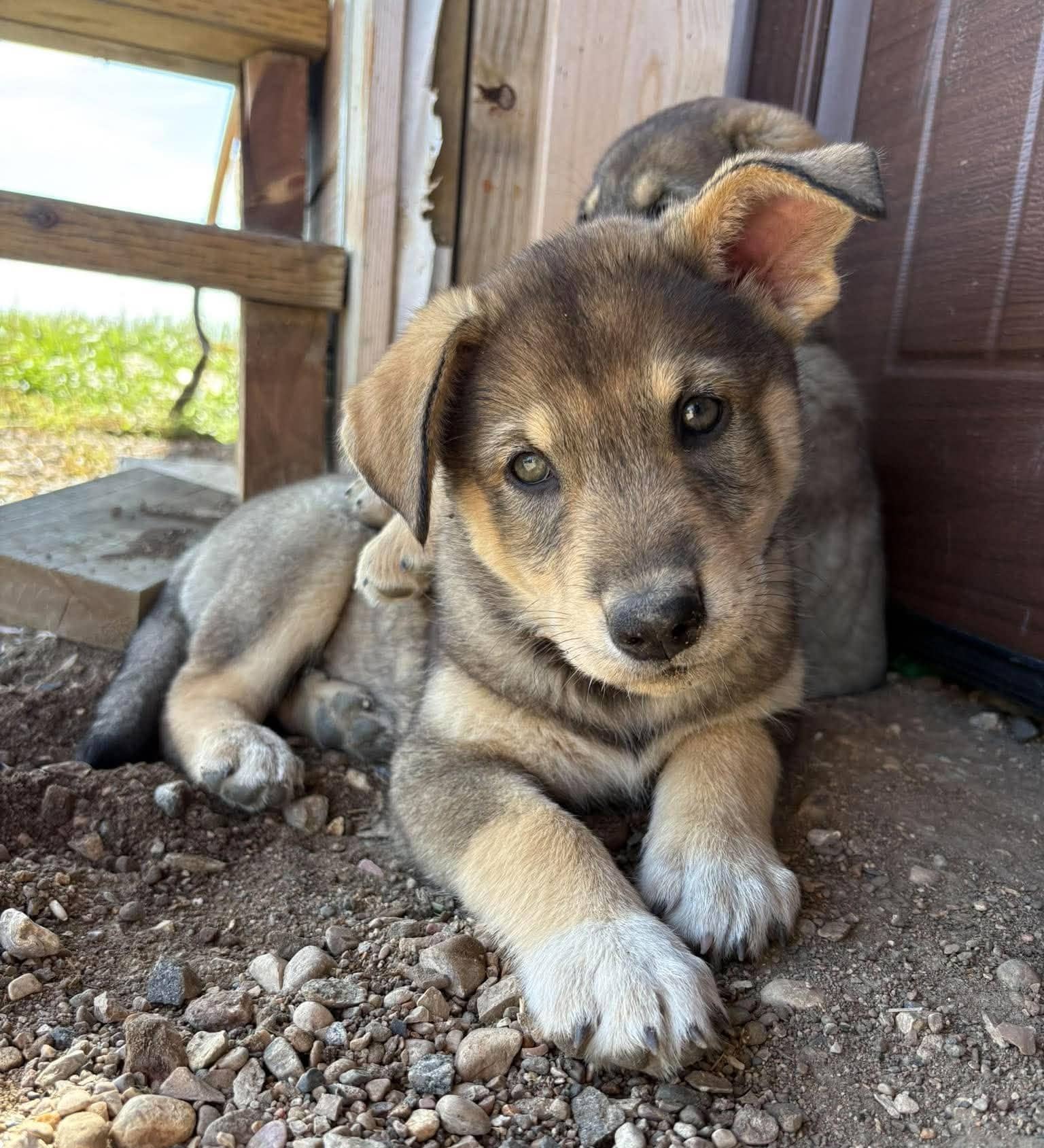 Honey - Shepherd mix available for adoption at Running Wild Rescue in Regina