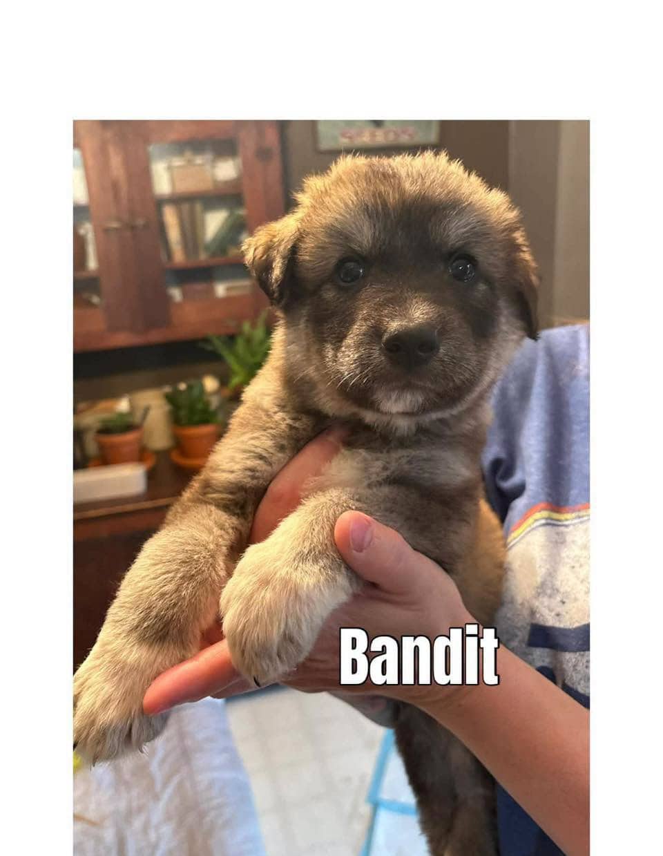 Bandit - Pyrenees mix available for adoption at Running Wild Rescue in Prince Albert
