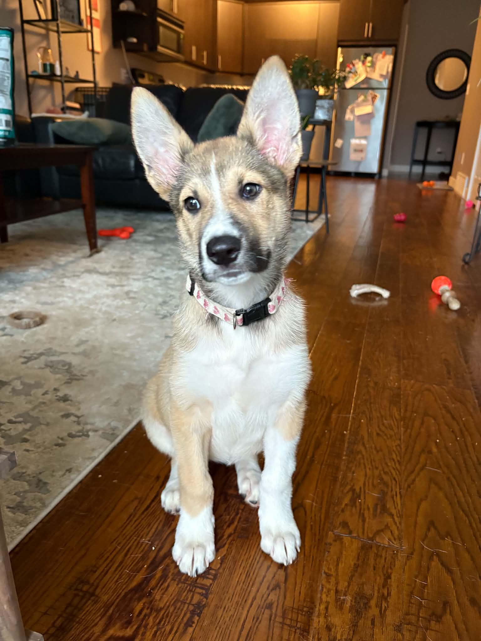 Sugar - Shepherd mix available for adoption at Running Wild Rescue in Regina