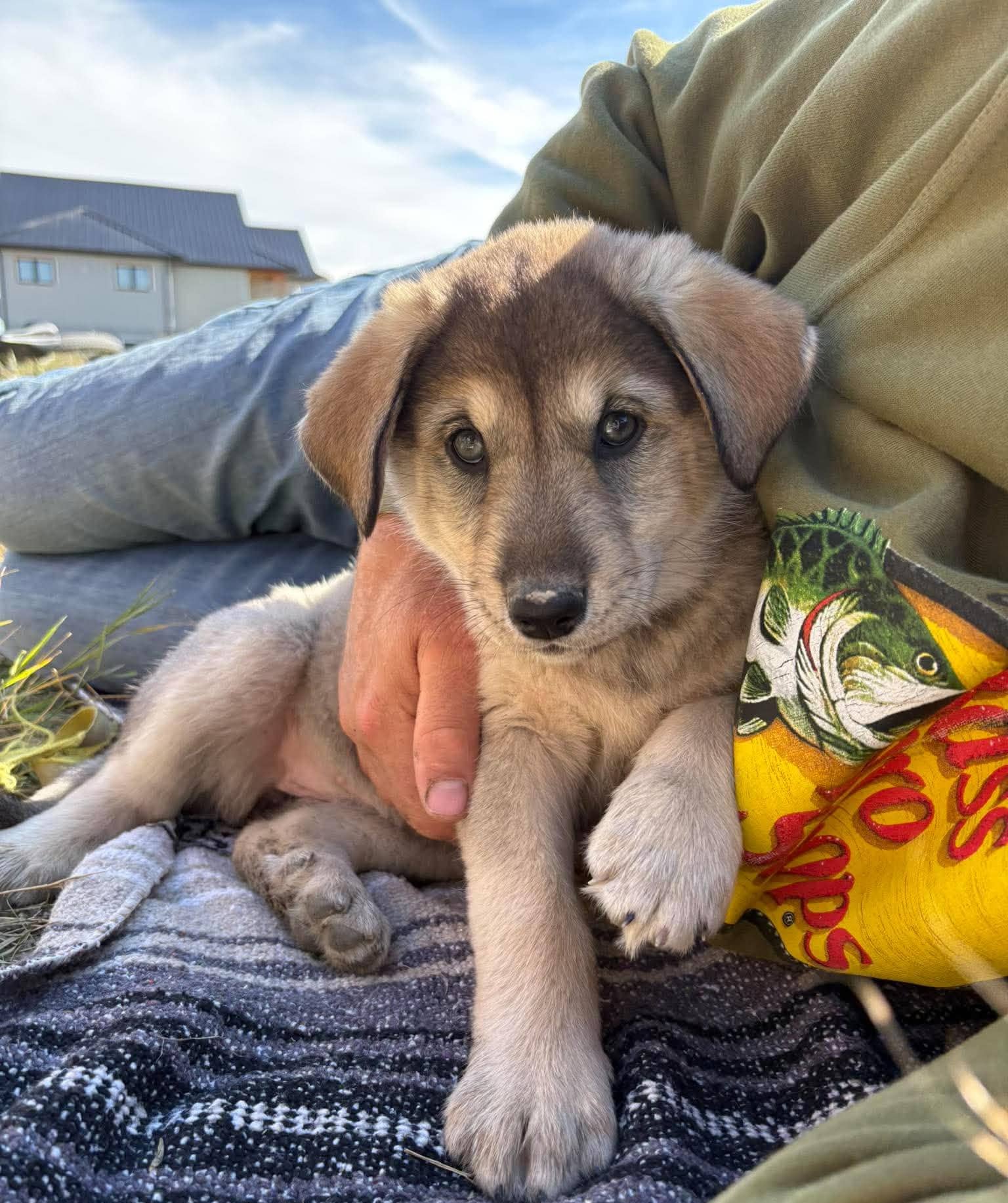Sugar - Shepherd mix available for adoption at Running Wild Rescue in Regina