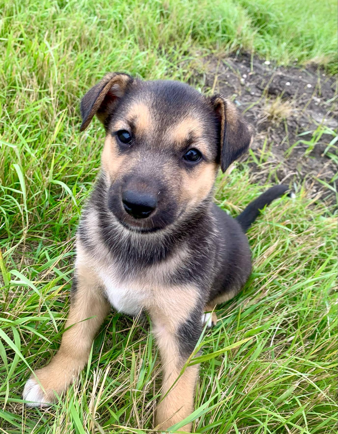 Velociraptor - Shepherd/Lab mix available for adoption in Saskatchewan
