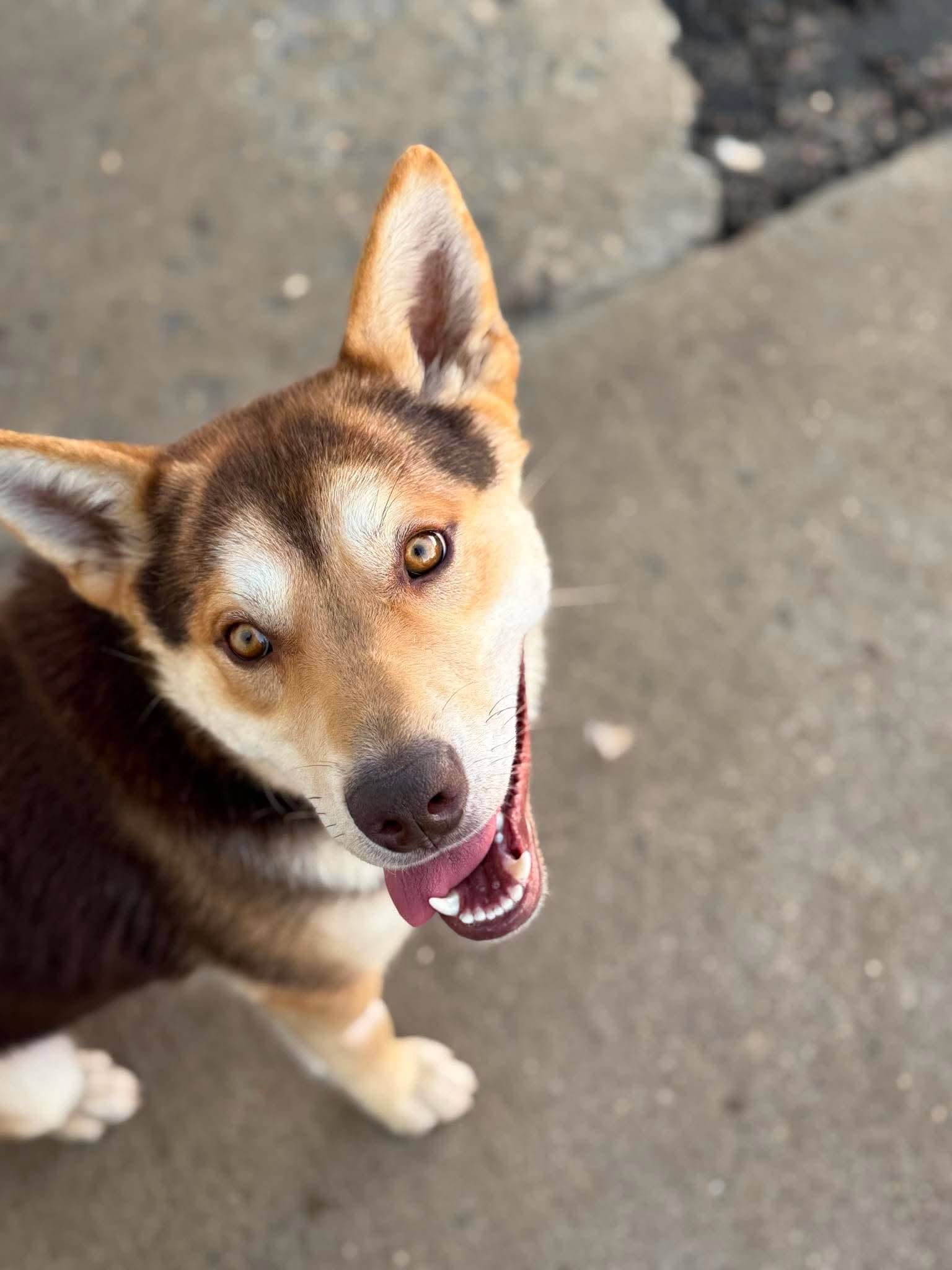 Patches - Shepherd mix available for adoption at Running Wild Rescue in Moose Jaw