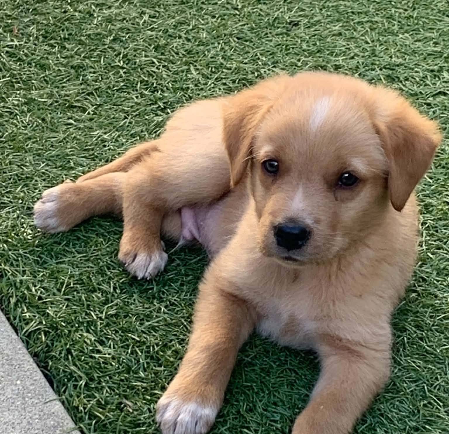 Tanner - Shepherd mix available for adoption