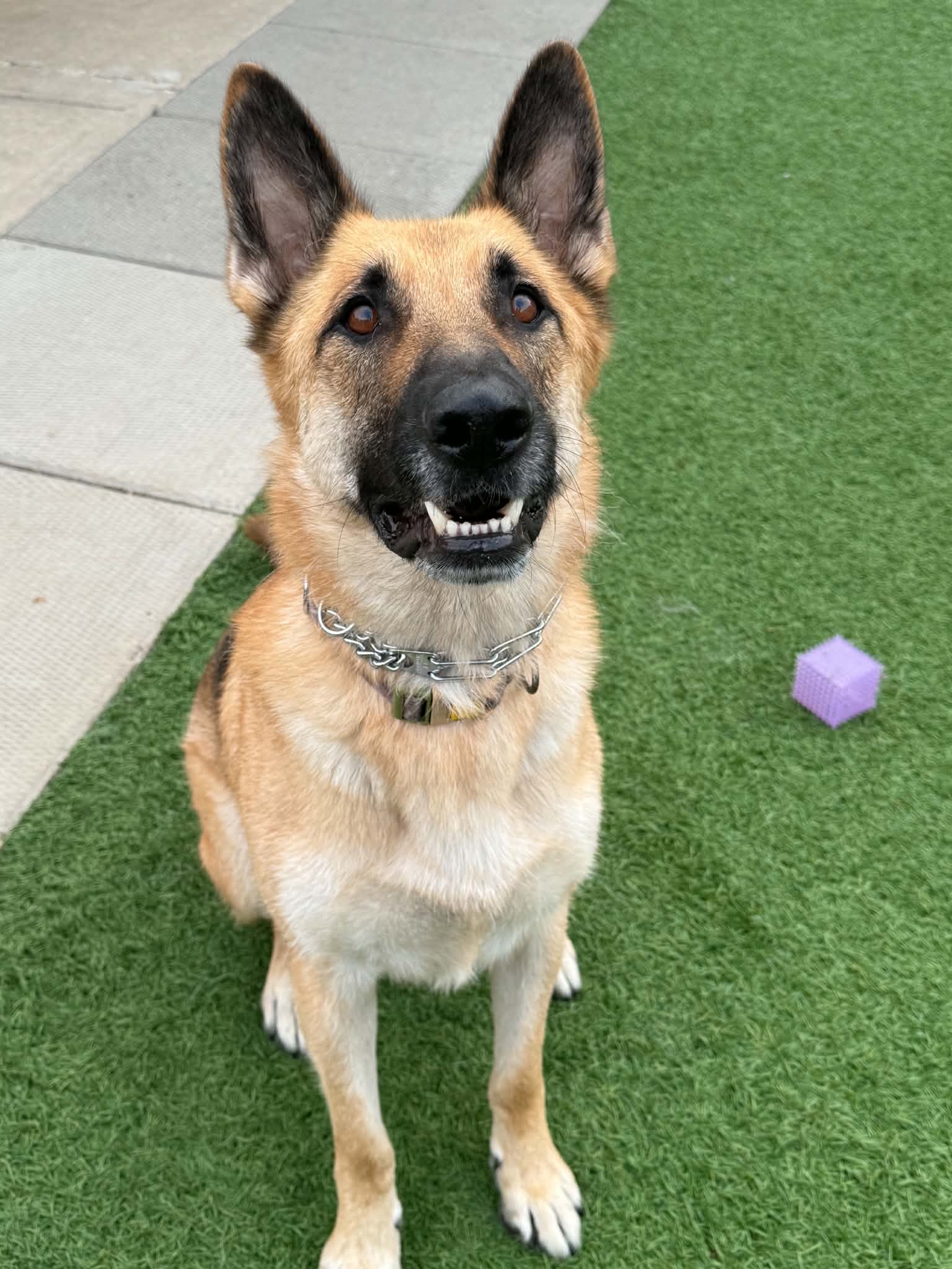 Bruno - German Shepherd available for adoption at Running Wild Rescue in Regina