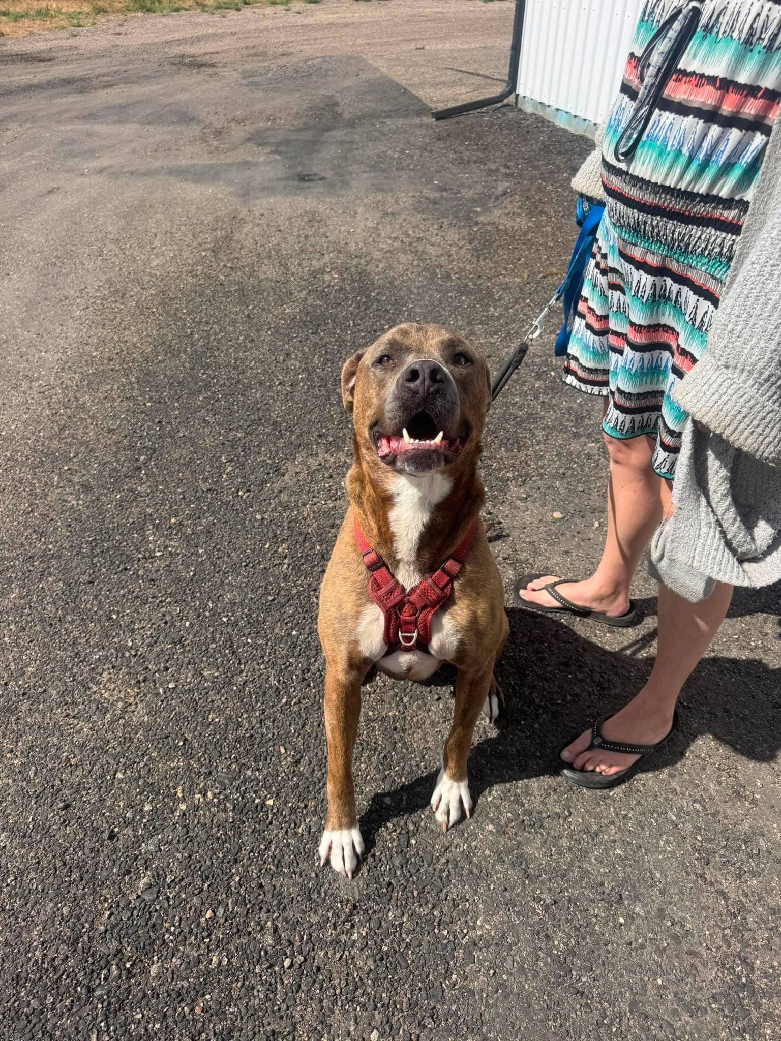 Toad - Pit bull mix available for adoption at Running Wild Rescue in Moose Jaw