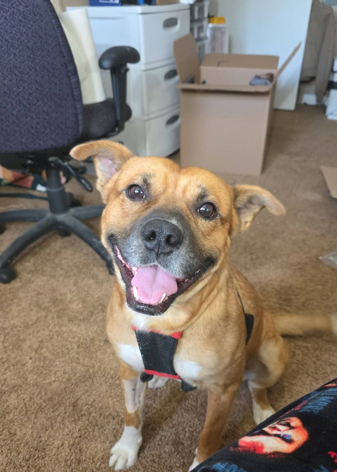 Rodger - Pit Bull mix available for adoption