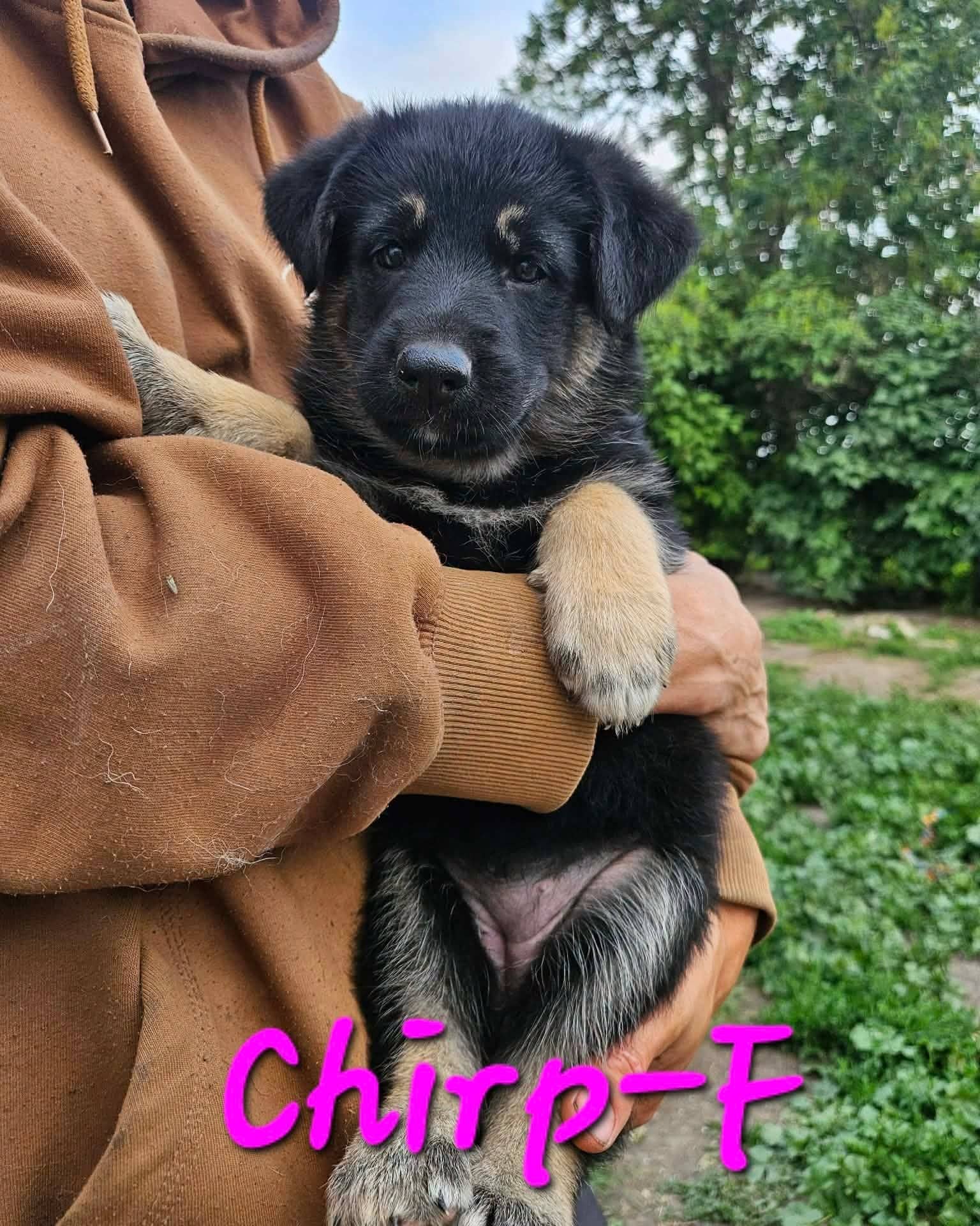 Chirp - Shepherd/Husky mix available for adoption