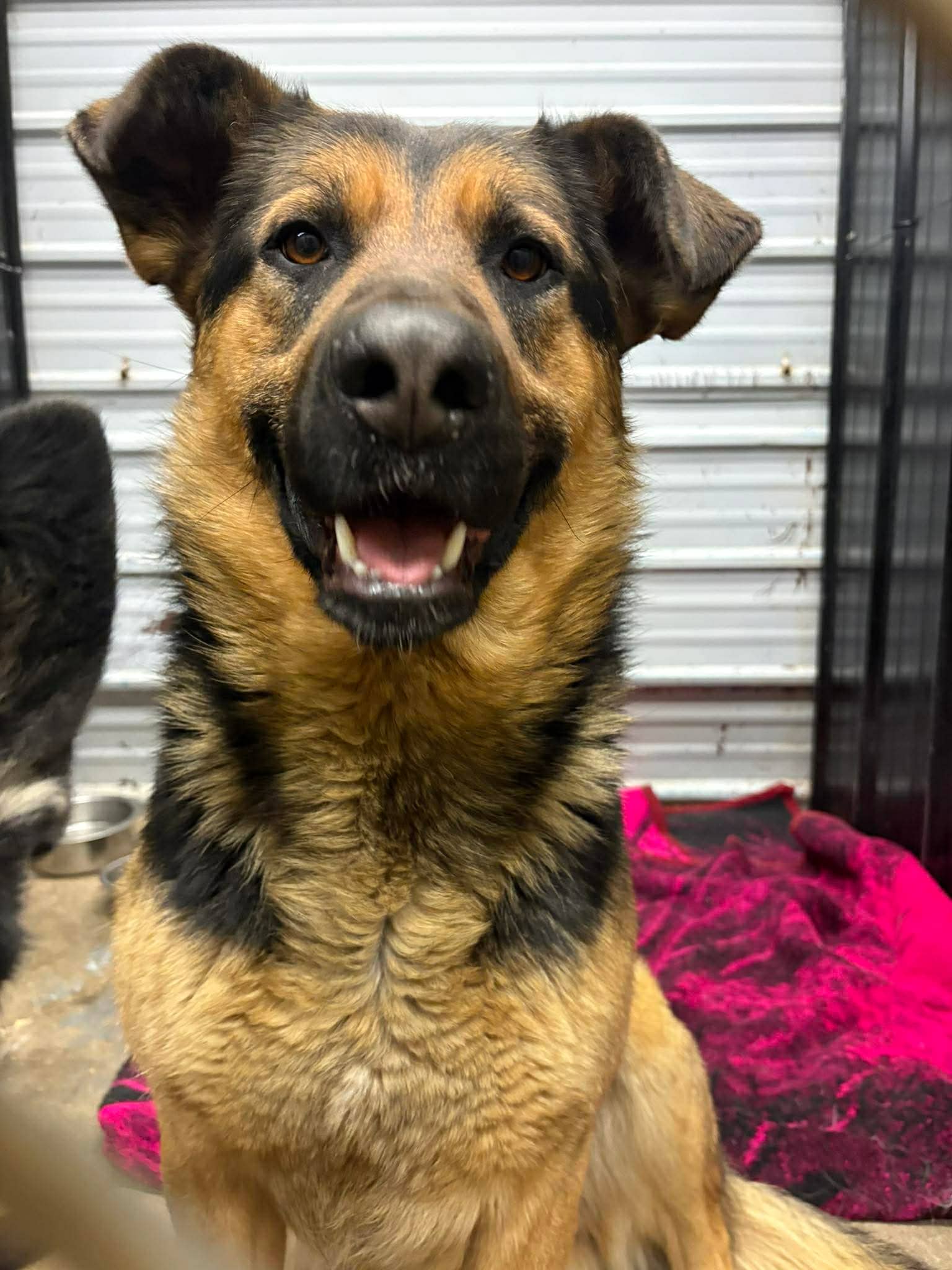 Quinn - Shepherd mix available for adoption